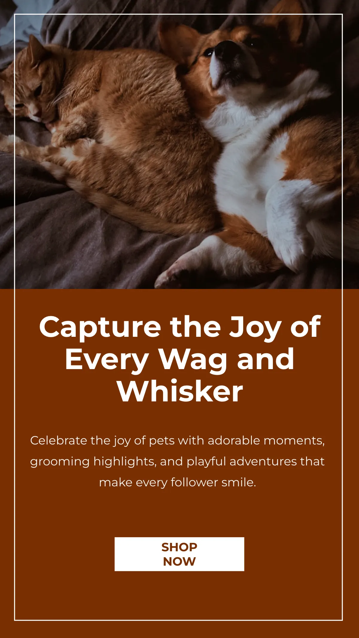 Free Pet Instagram Story Template to Edit Online
