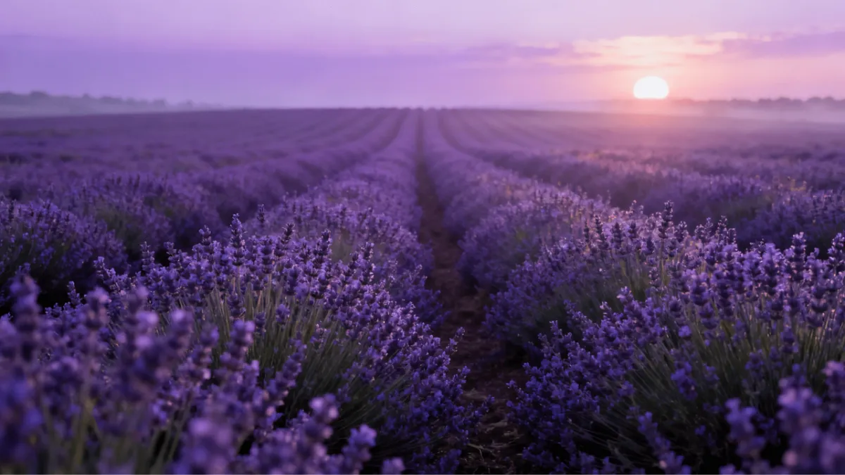 Free Lavender Field to Edit Online