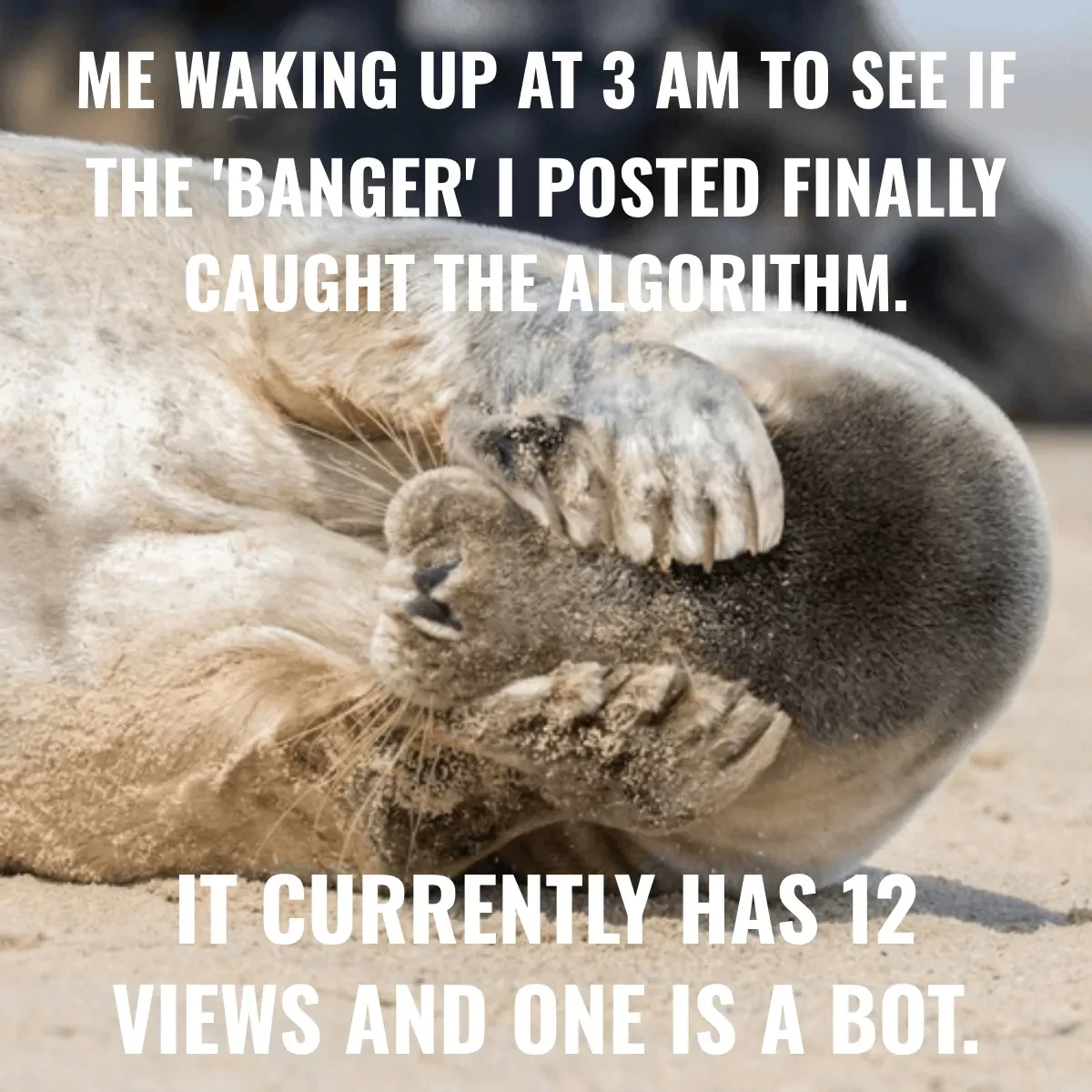 Free Embarrassed Seal Content Flopped Overnight Meme Template to Edit Online