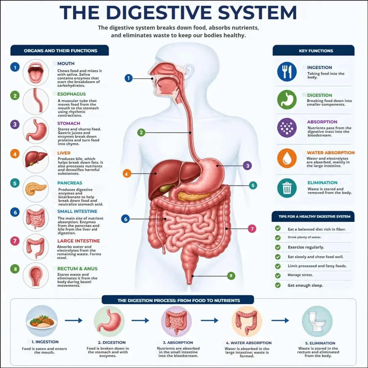 Free Medical Infographic Template to Edit Online
