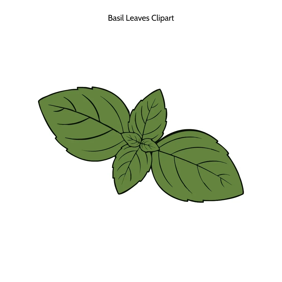 Free Basil Leaves Clipart Template to Edit Online