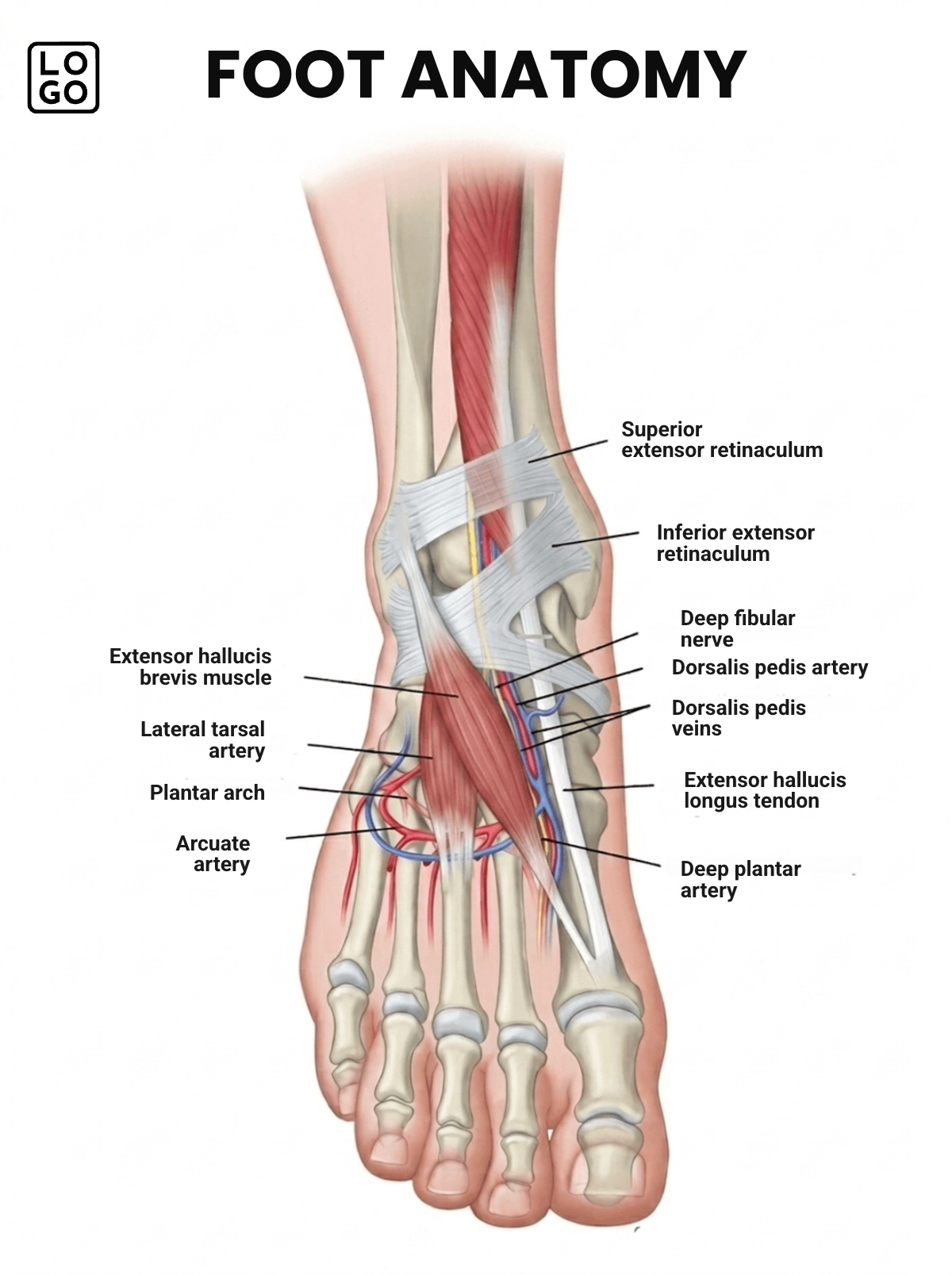 Foot Anatomy Template Foot Anatomy Template