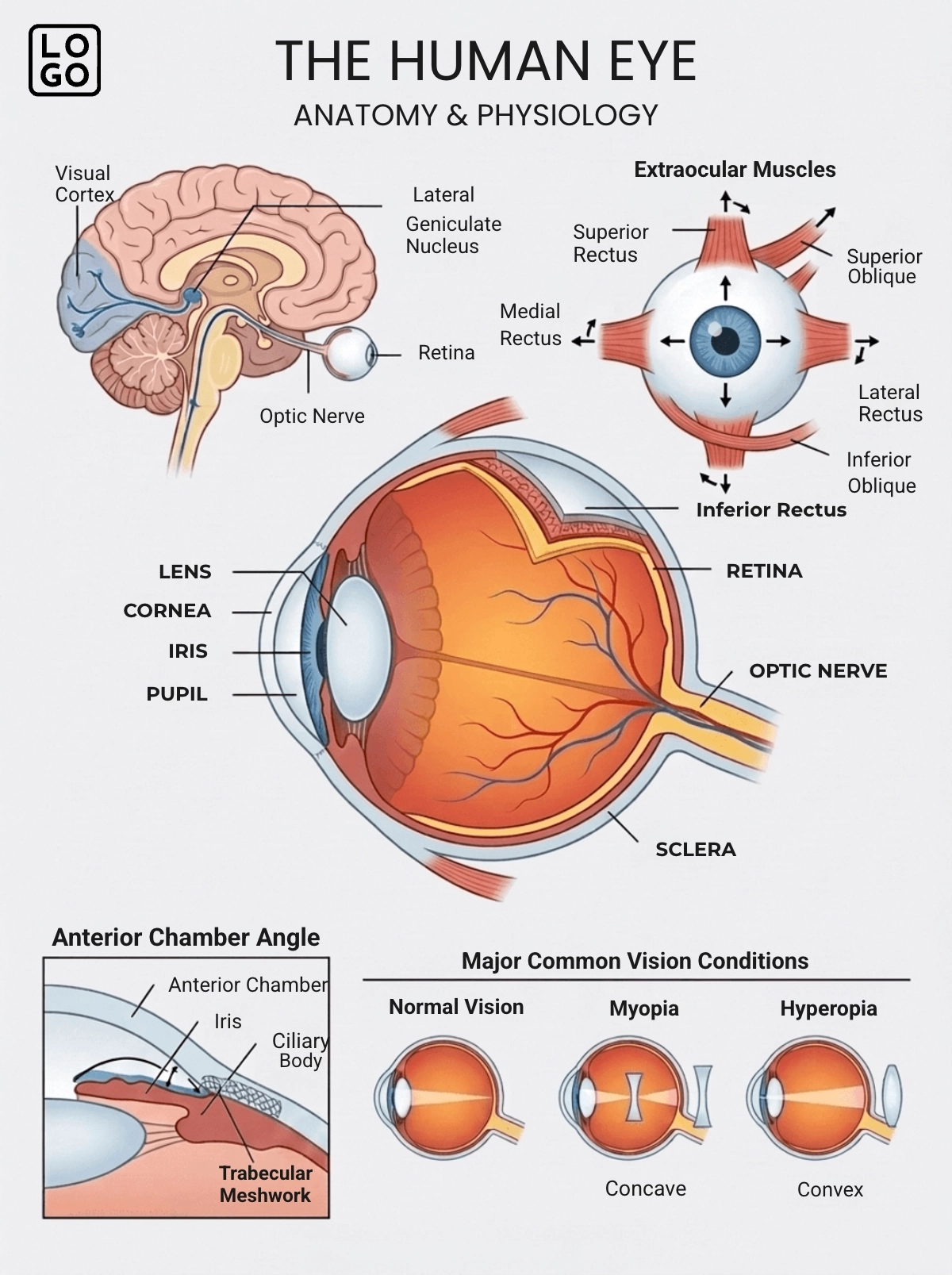 Eye Anatomy Template Eye Anatomy Template