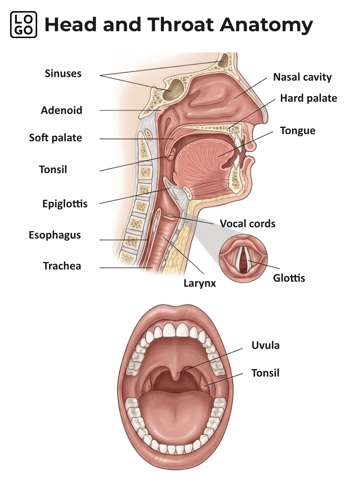 Throat Anatomy Template Throat Anatomy Template