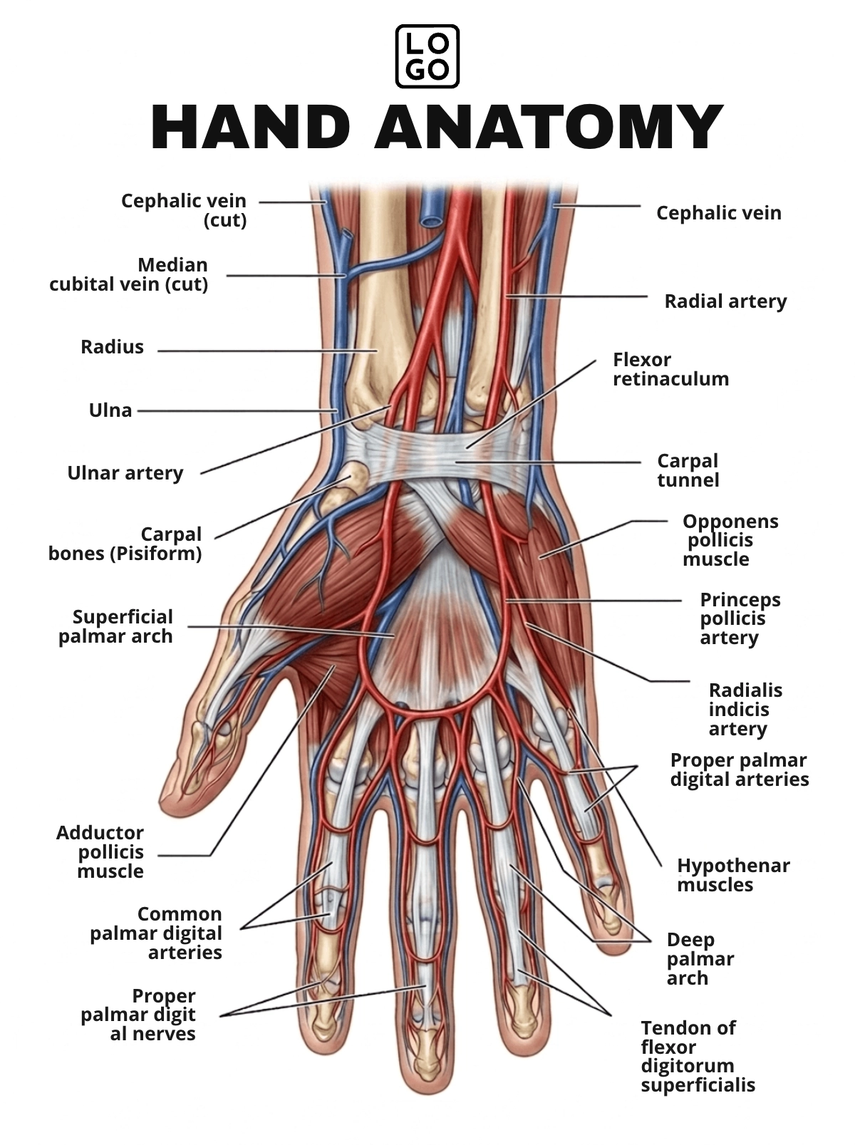 Hand Anatomy Template Hand Anatomy Template
