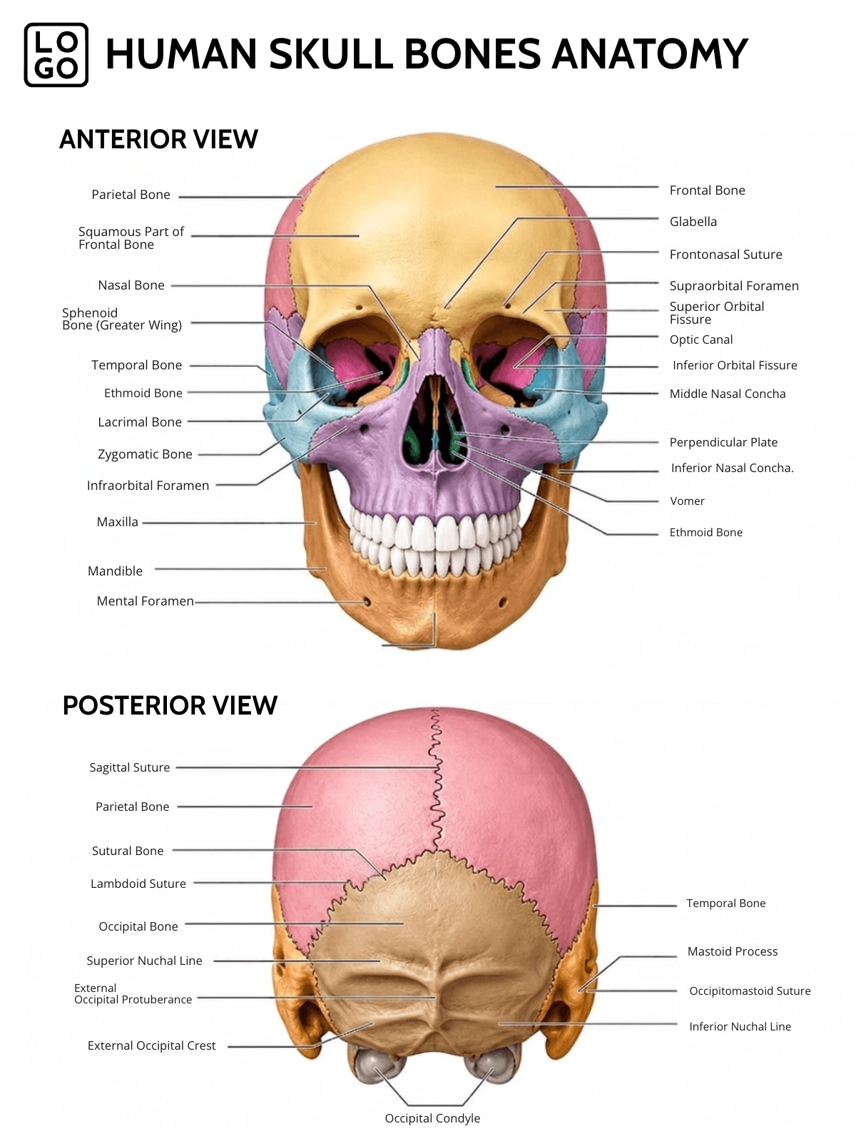 Skull Bones Anatomy Template Skull Bones Anatomy Template