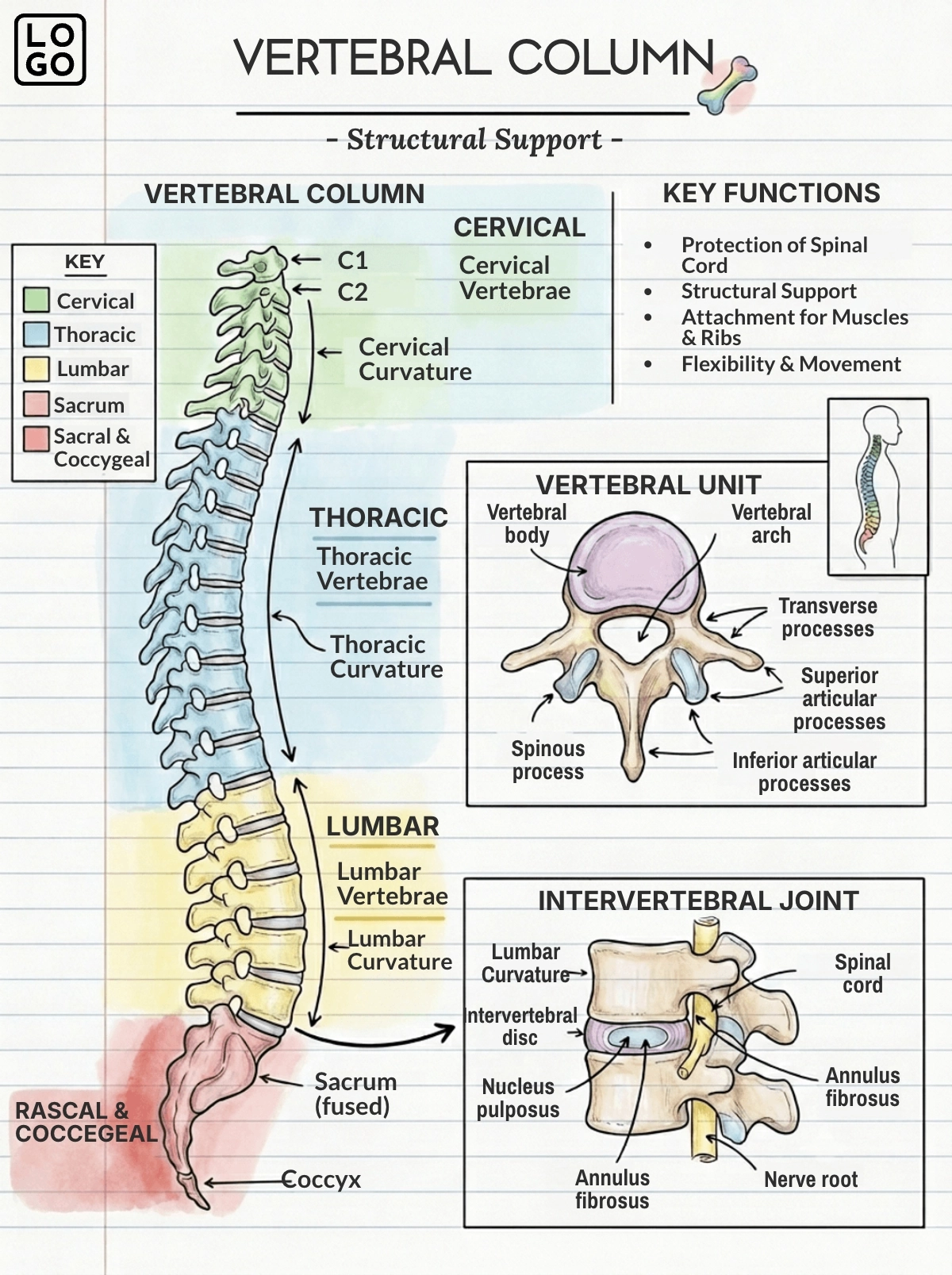 Spine Anatomy Template Spine Anatomy Template