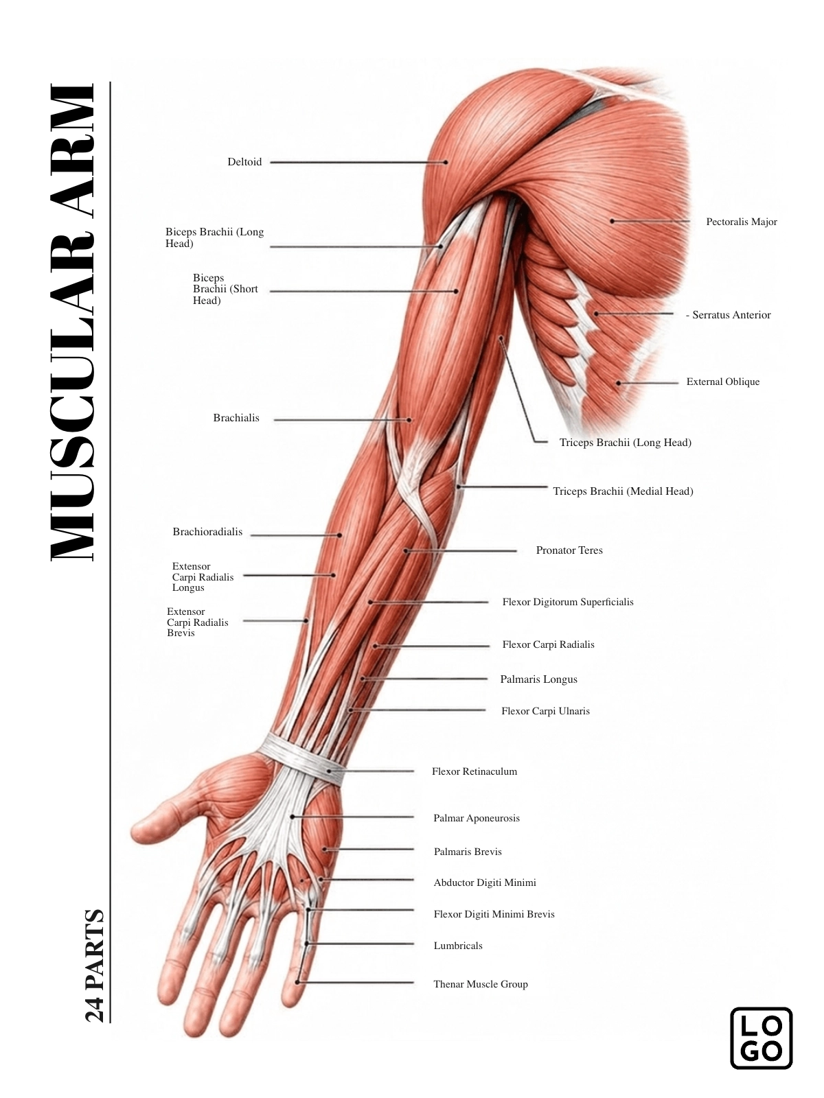 Arm Anatomy Template Arm Anatomy Template