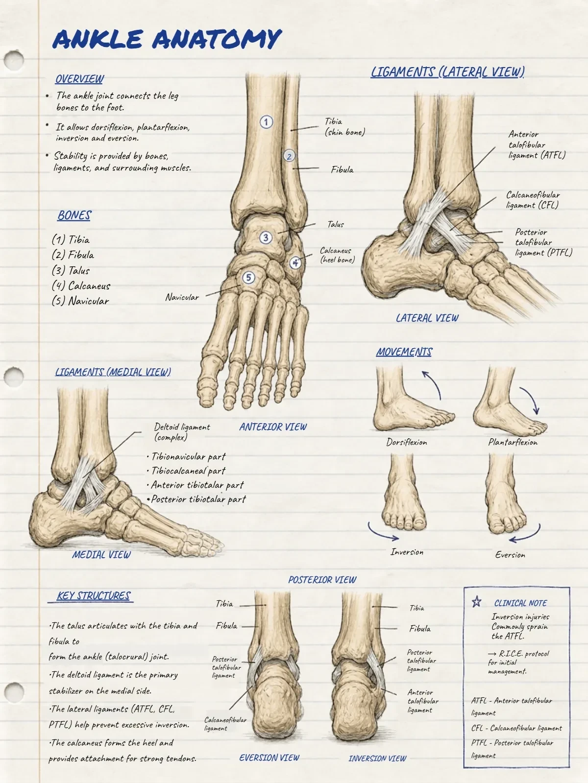Free Ankle Anatomy Template to Edit Online