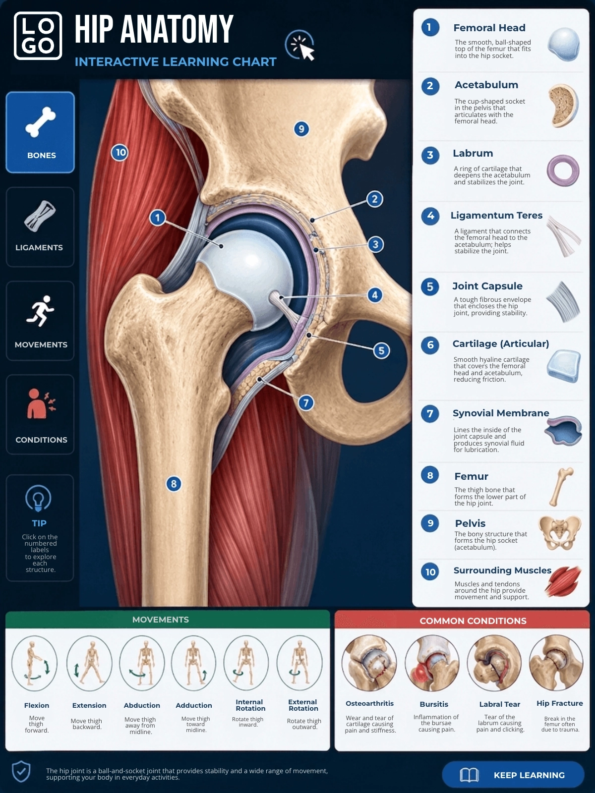 Hip Anatomy Template Hip Anatomy Template