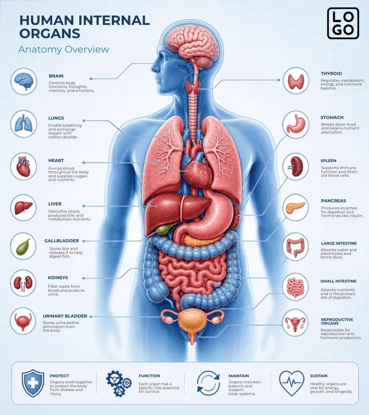 Organs Anatomy Template Organs Anatomy Template