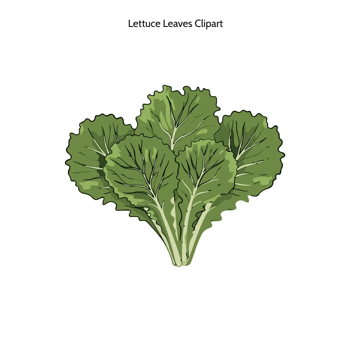 Free Lettuce Leaves Vector Clipart (PNG, SVG) to Edit Online