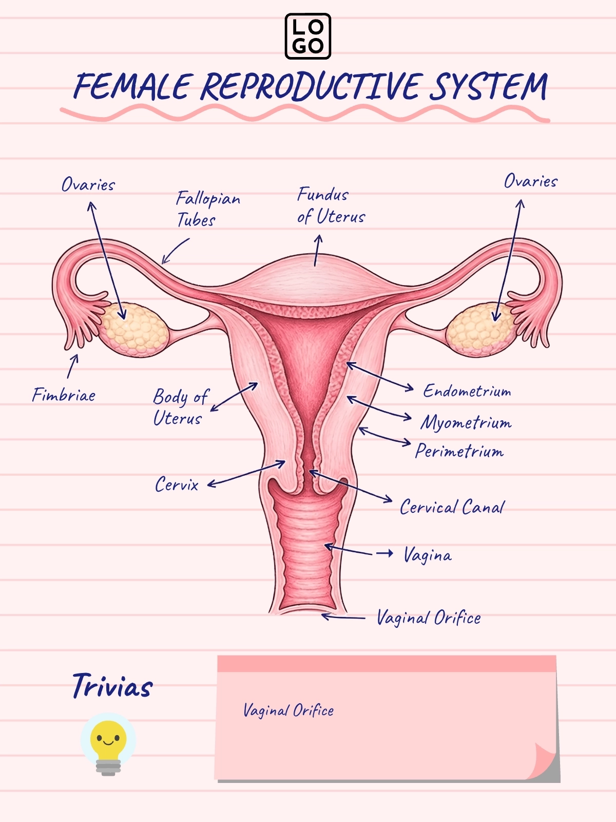 Vagina Anatomy Template Vagina Anatomy Template