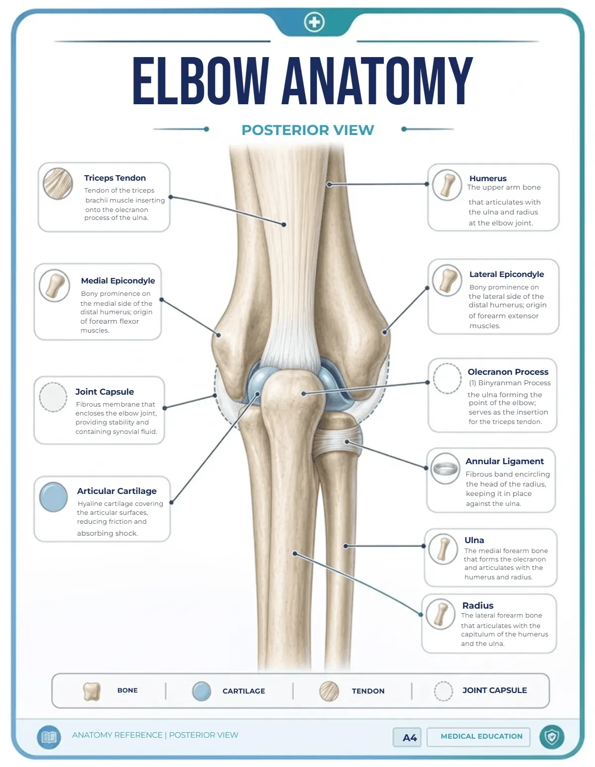 Elbow Anatomy Template Elbow Anatomy Template