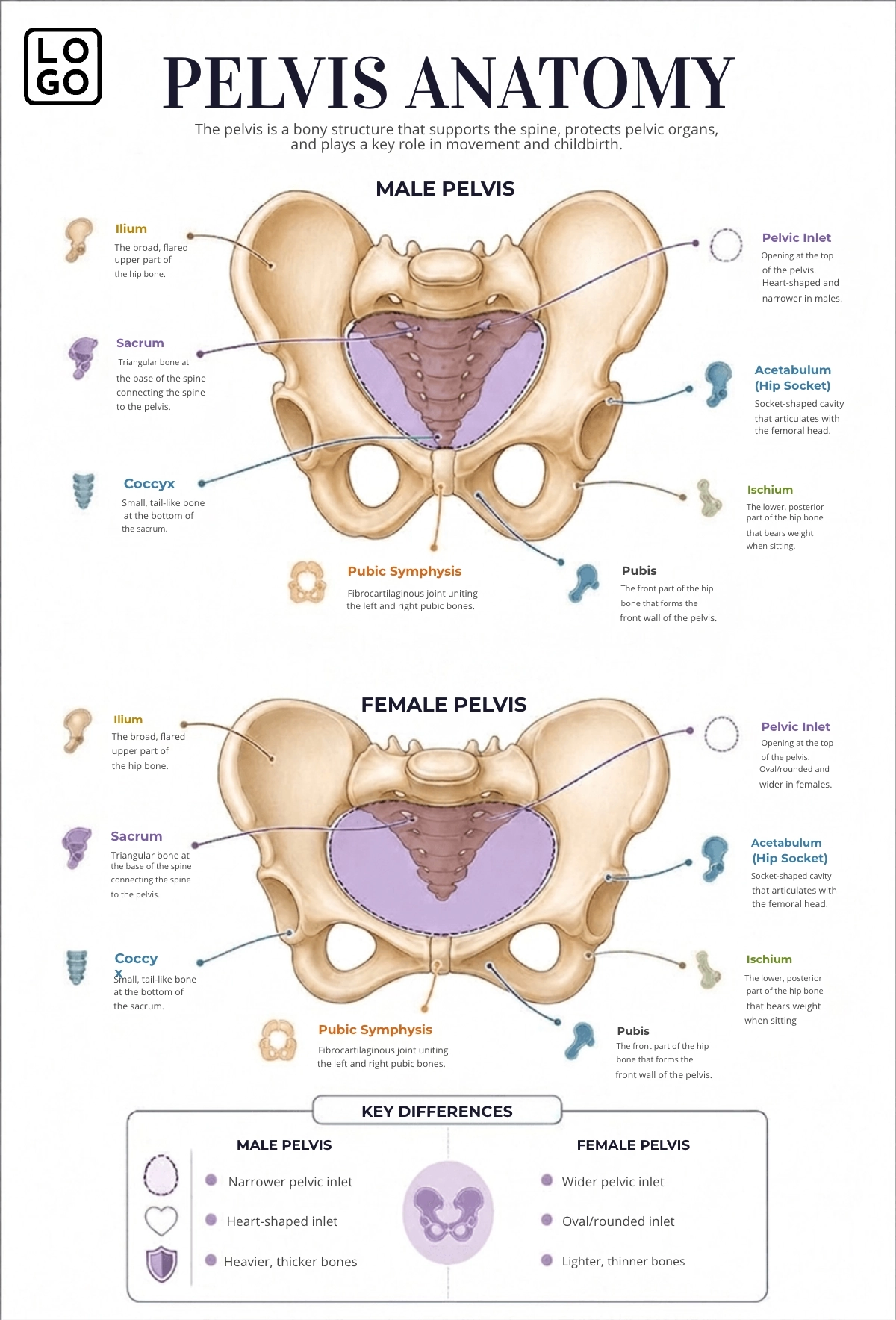 Pelvis Anatomy Template Pelvis Anatomy Template