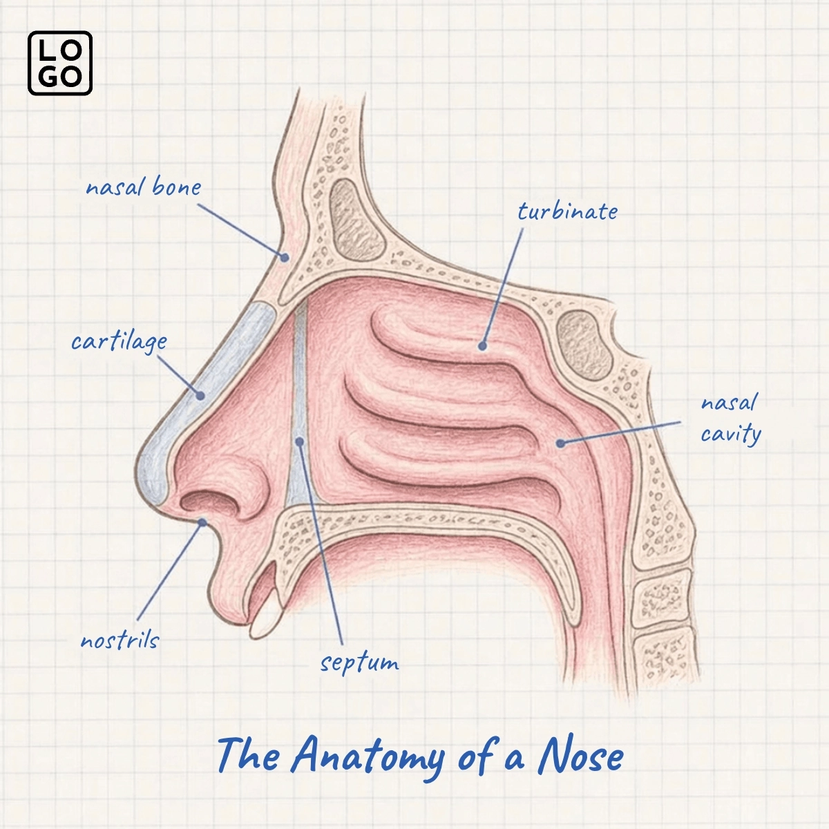 Nose Anatomy Template Nose Anatomy Template