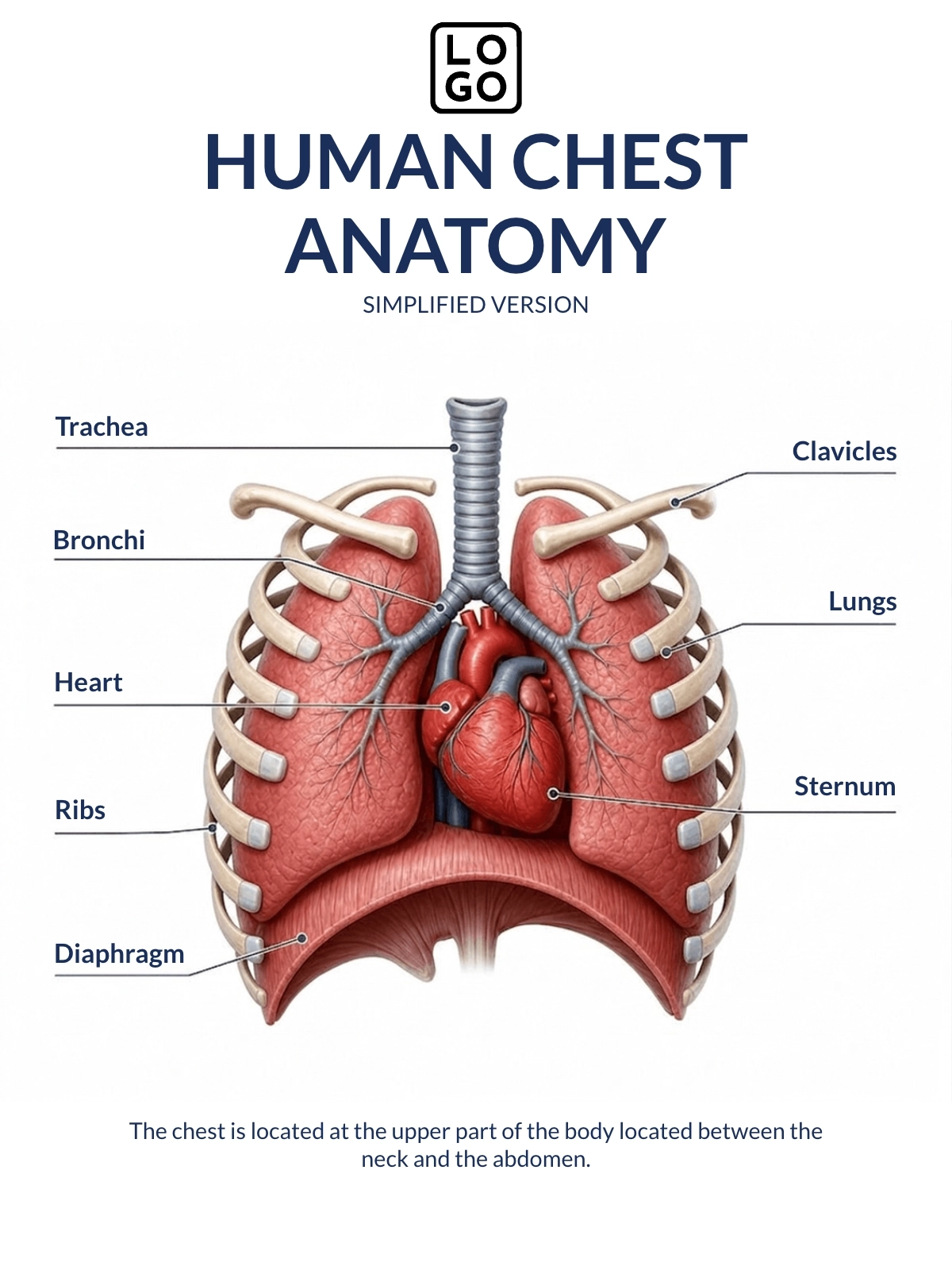 Free Chest Anatomy Template to Edit Online Free Chest Anatomy Template to Edit Online