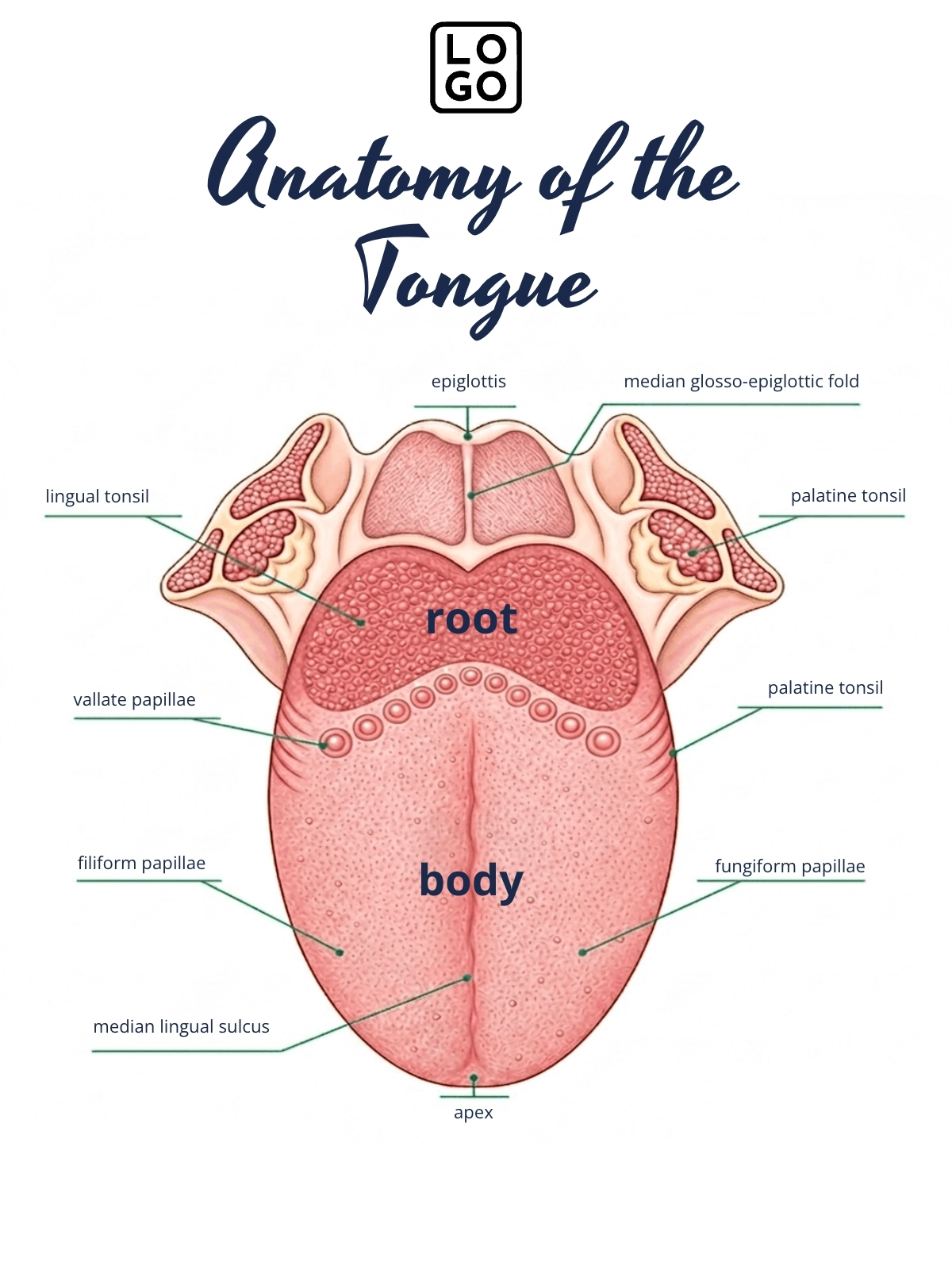 Free Tongue Anatomy Template to Edit Online Free Tongue Anatomy Template to Edit Online