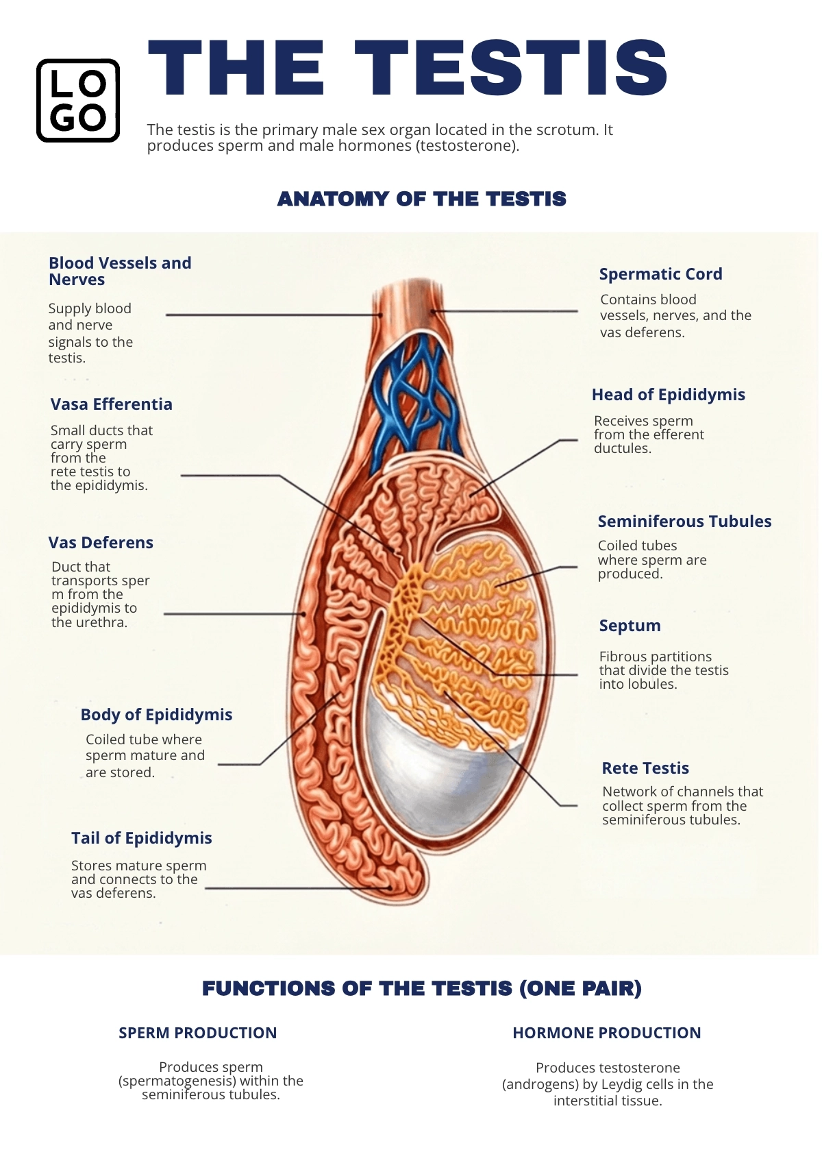 Free Testicle Anatomy Template to Edit Online Free Testicle Anatomy Template to Edit Online