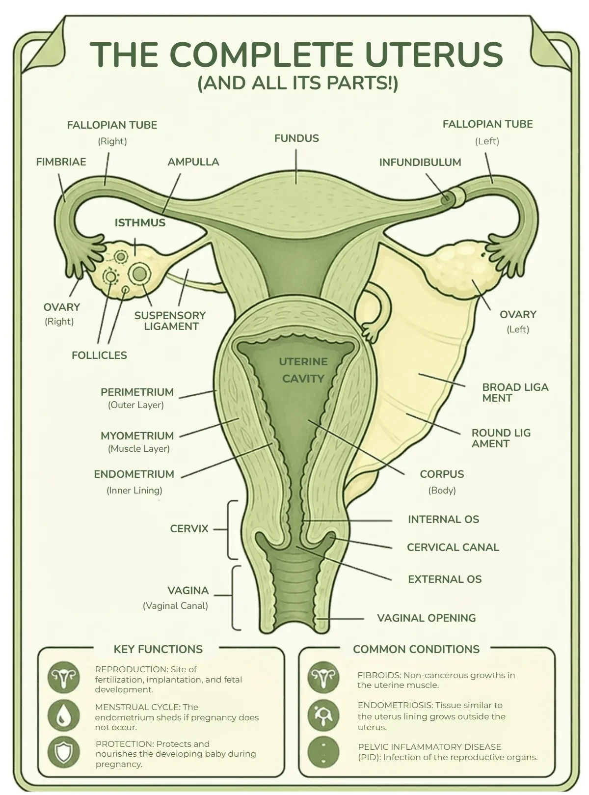 Free Uterus Anatomy Template to Edit Online
