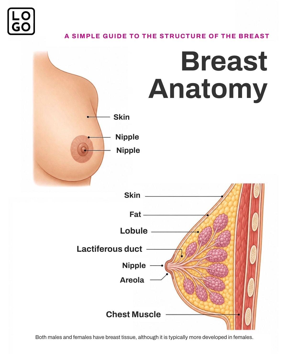 Free Breast Anatomy Template to Edit Online Free Breast Anatomy Template to Edit Online
