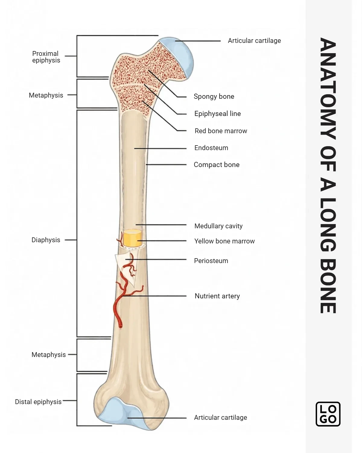 Free Bone Anatomy Template to Edit Online