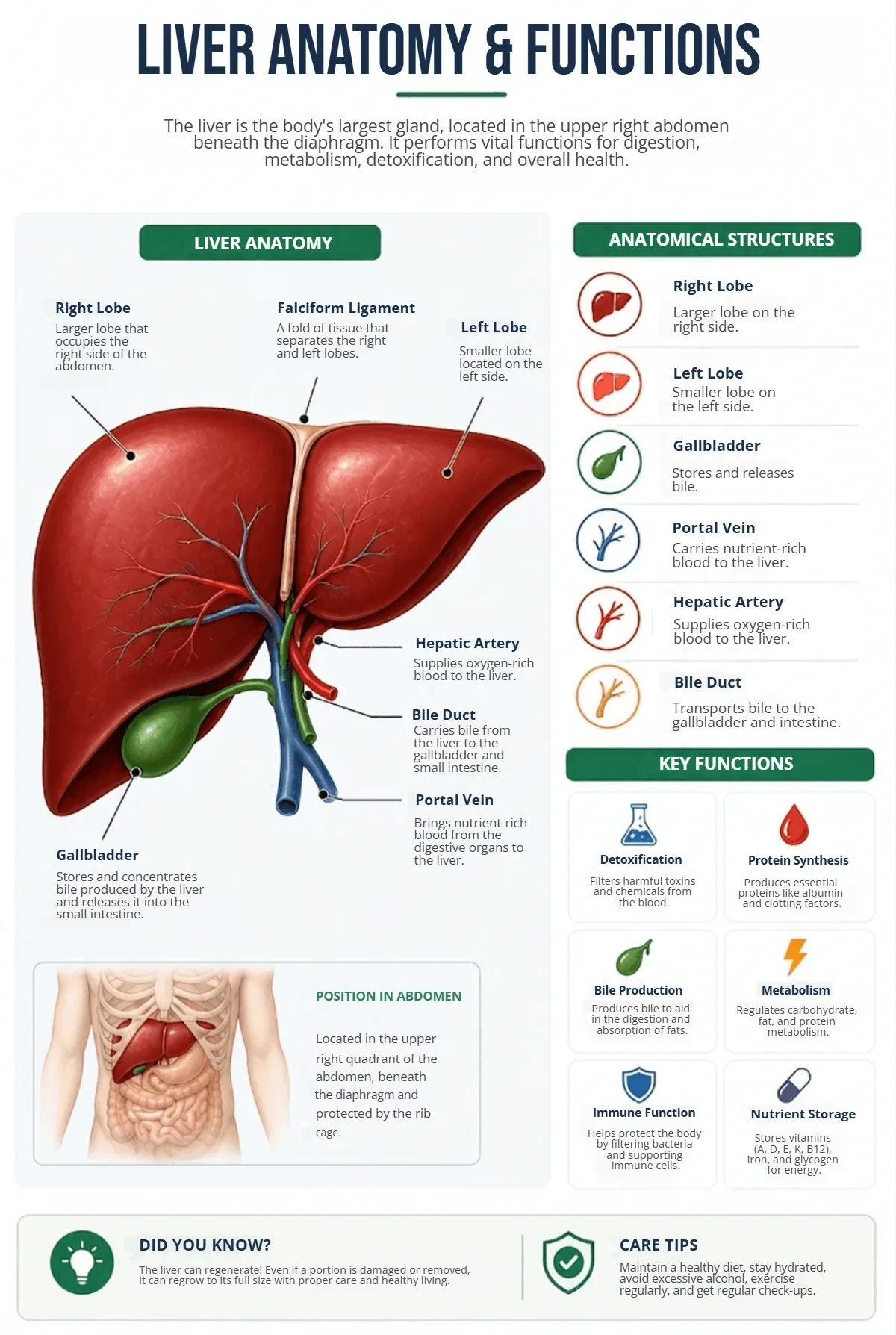 Free Liver Anatomy Function Template to Edit Online Free Liver Anatomy Function Template to Edit Online