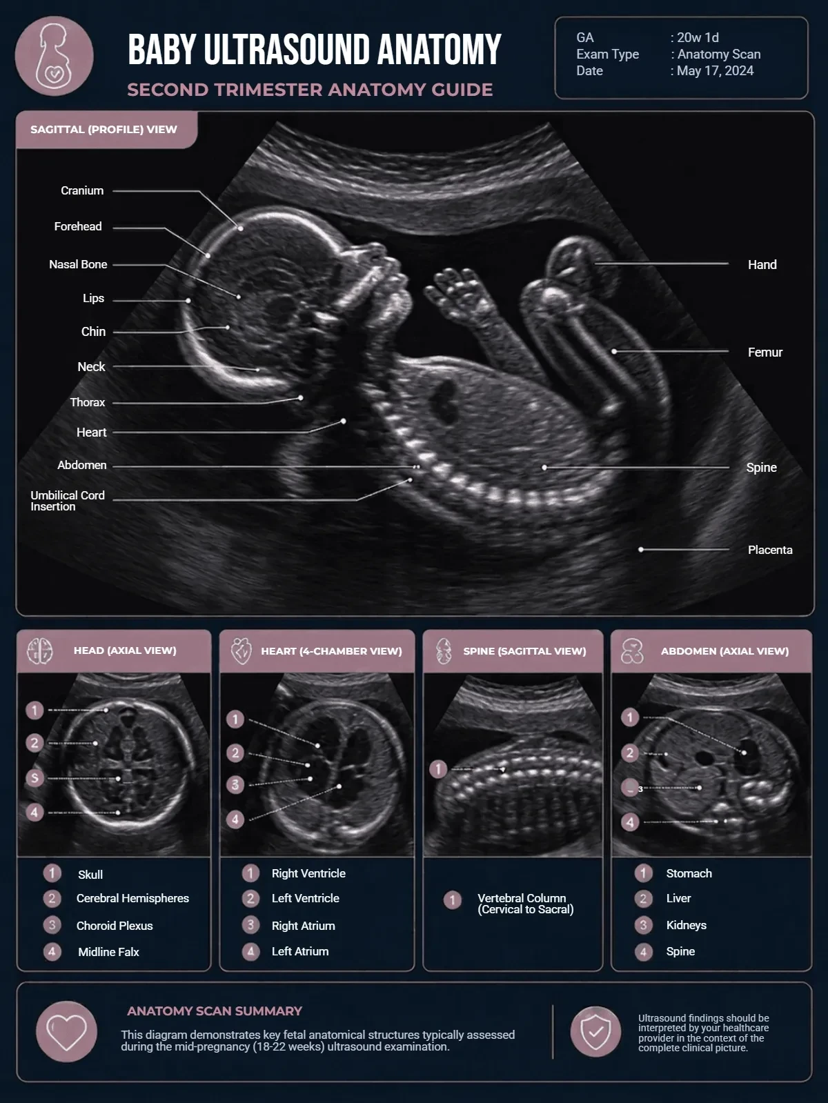 Free Baby Ultrasound Anatomy Template to Edit Online Free Baby Ultrasound Anatomy Template to Edit Online