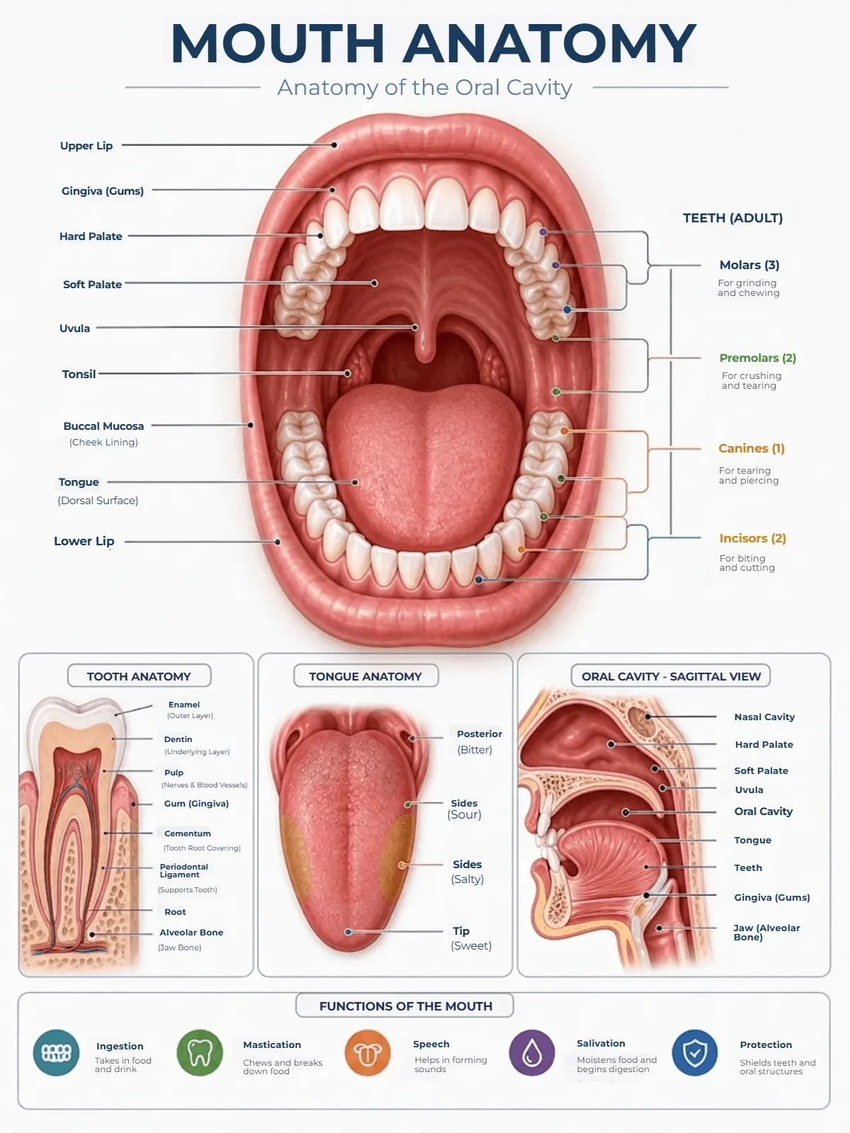 Free Mouth Anatomy Template to Edit Online Free Mouth Anatomy Template to Edit Online