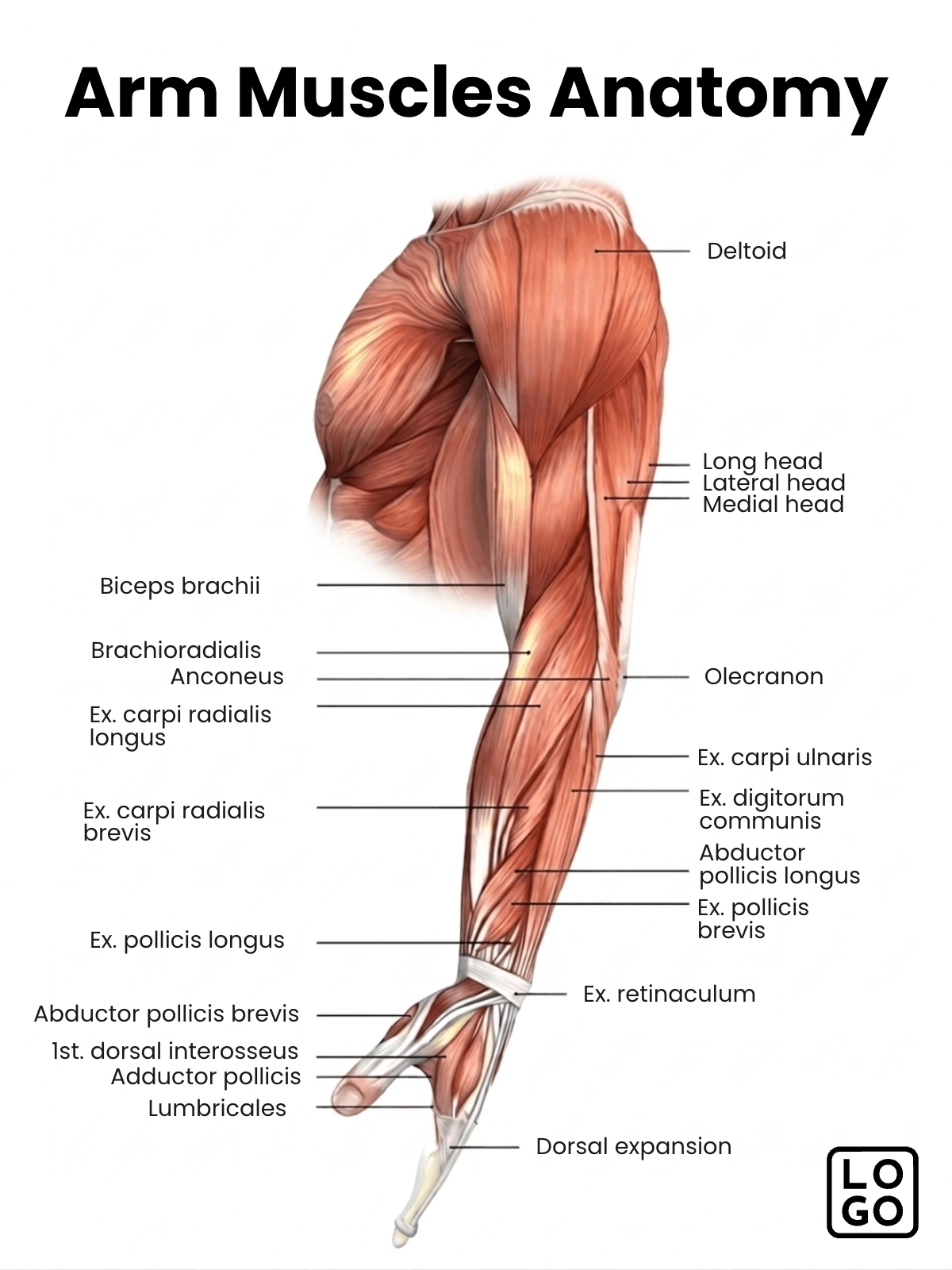 Arm Muscles Anatomy Template Arm Muscles Anatomy Template