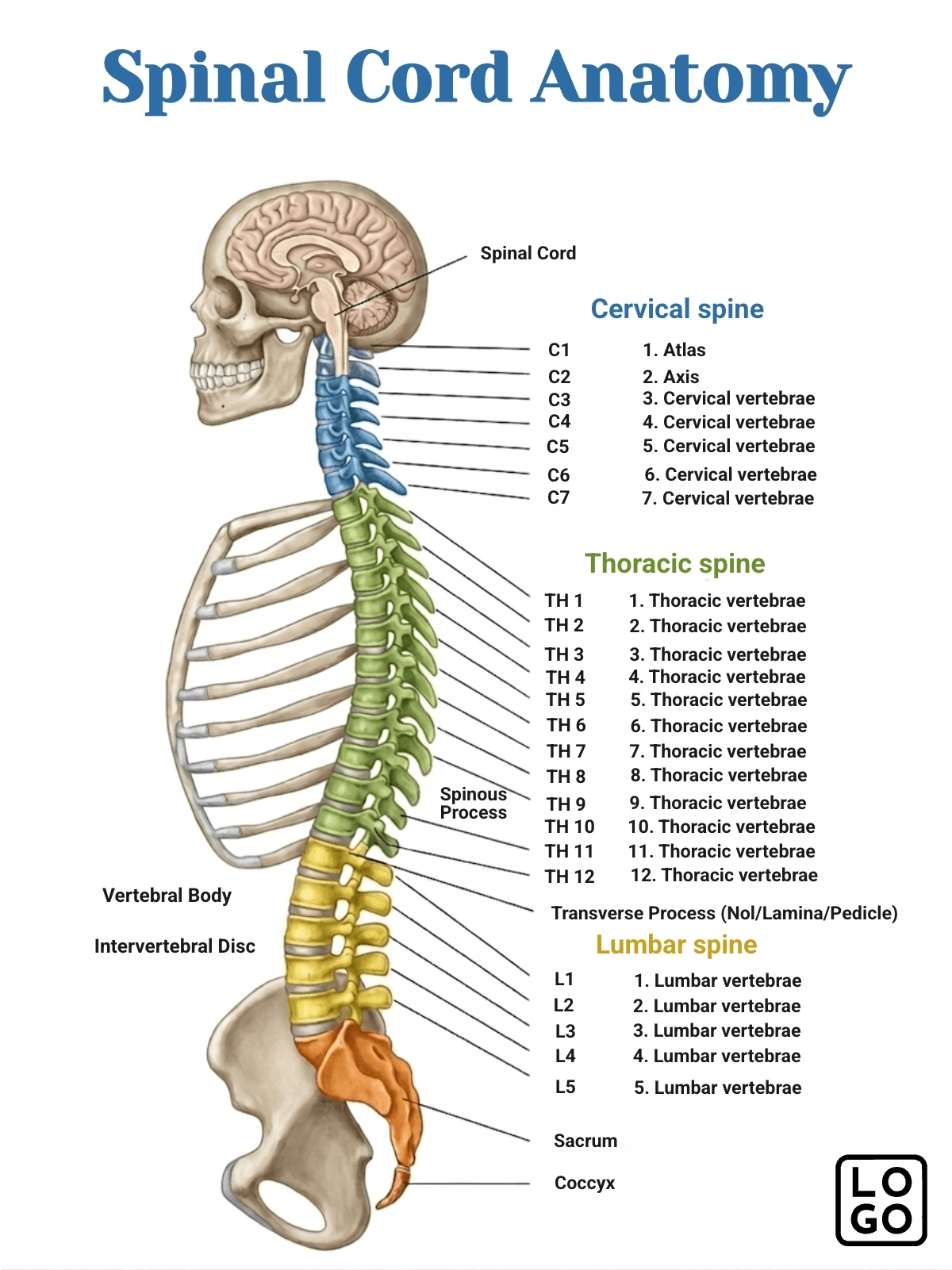 Spinal Cord Anatomy Template Spinal Cord Anatomy Template