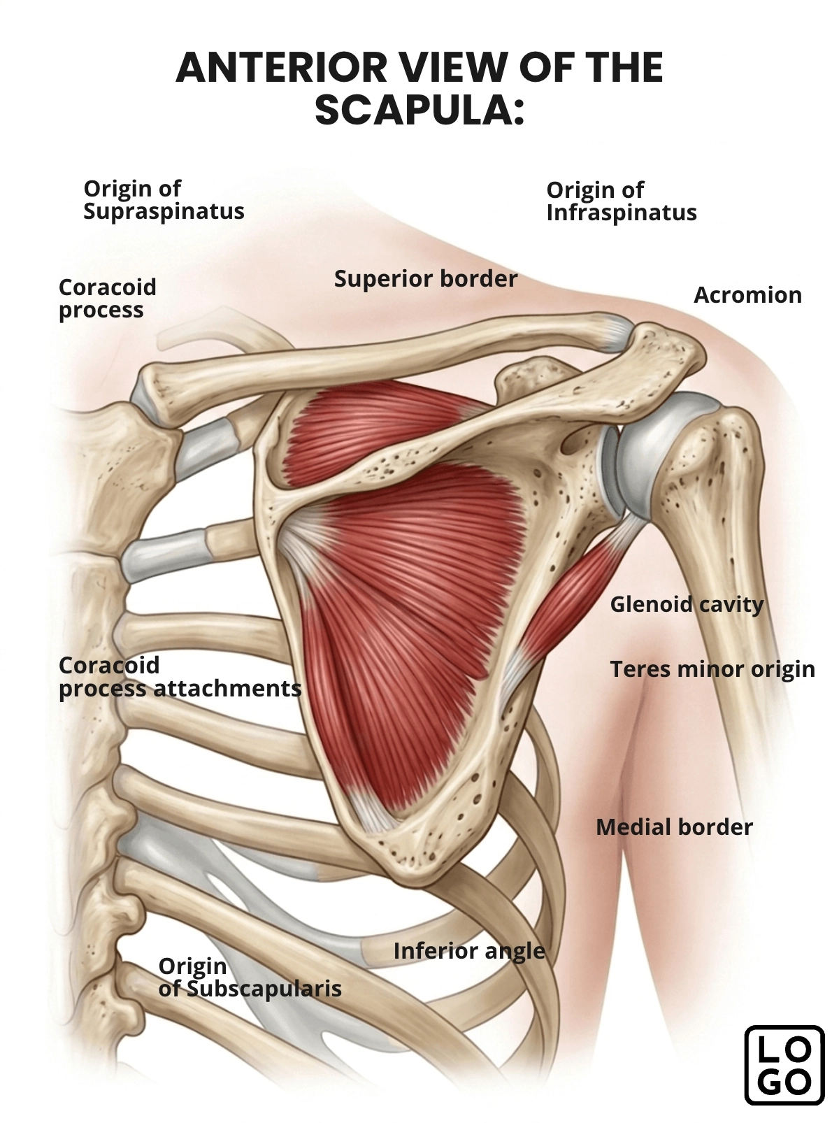 Scapula Anatomy Template Scapula Anatomy Template