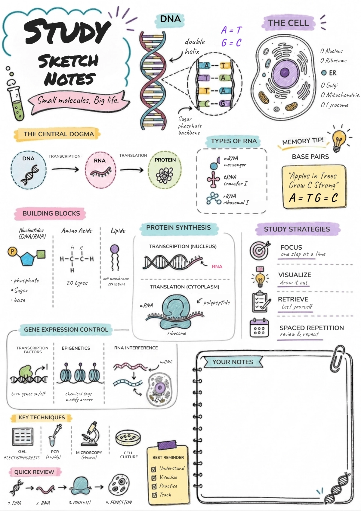 Free Study Sketchnote Template to Edit Online