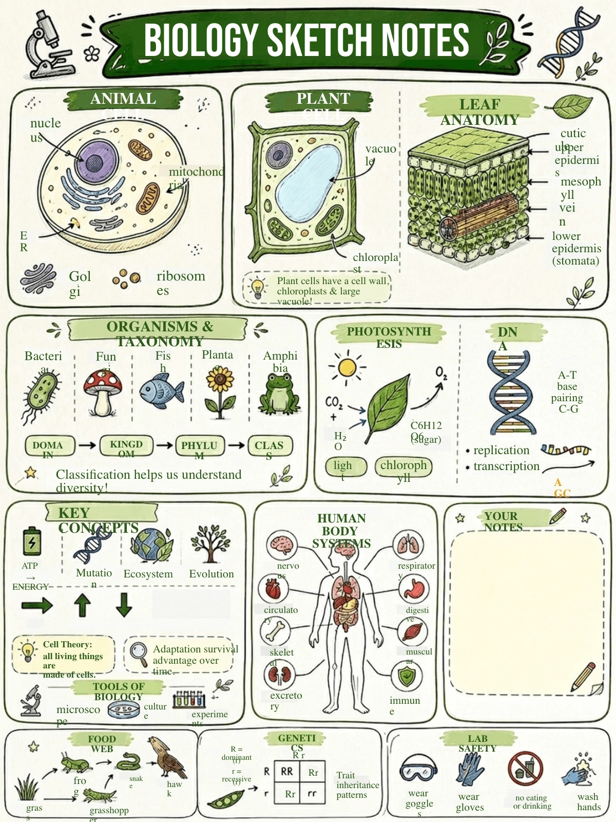 Free Biology Sketchnote Template to Edit Online