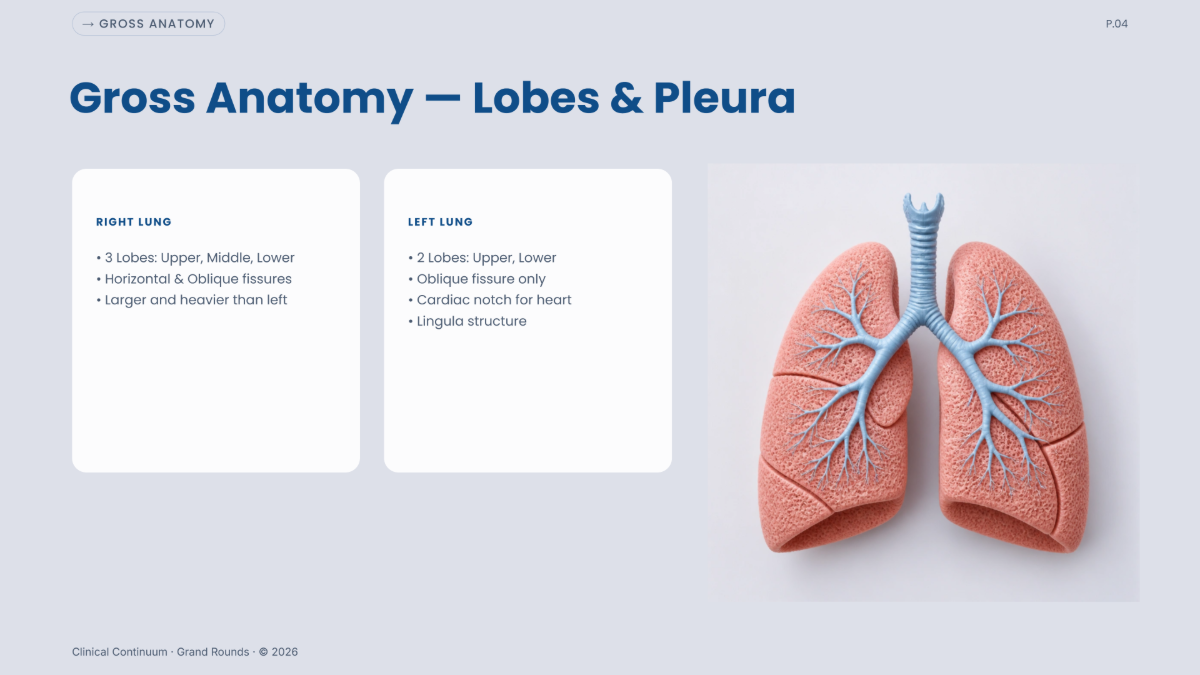 Free Anatomy Presentation Template to Edit Online