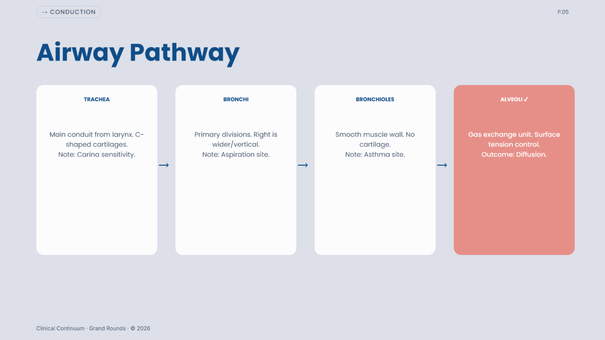 Free Anatomy Presentation Template to Edit Online
