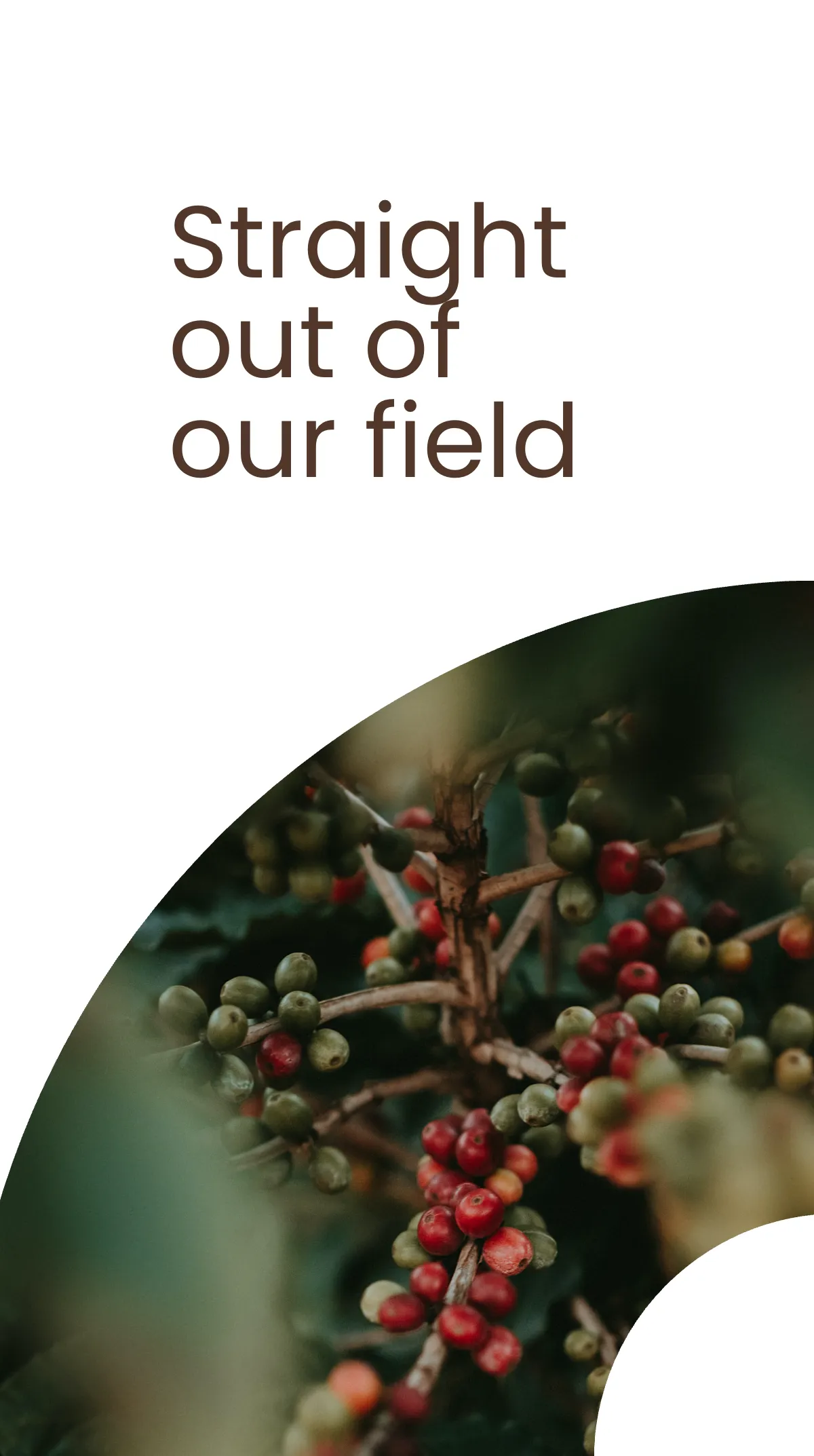 Free Coffee Bar Instagram Story Template to Edit Online