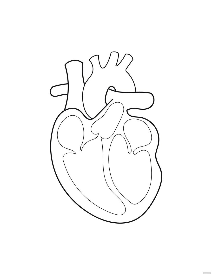 Free Anatomical Heart Coloring Page