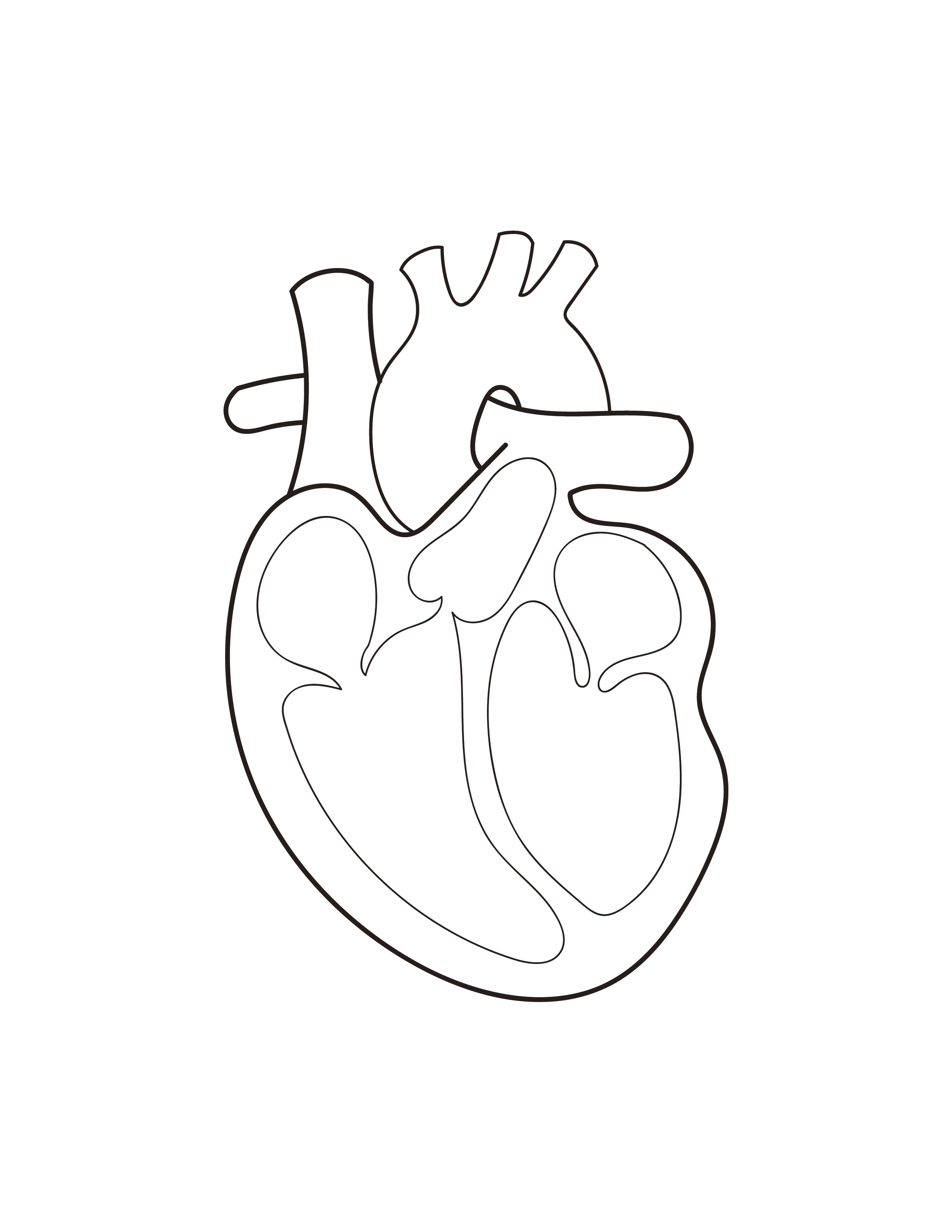 free-anatomical-heart-template-download-in-pdf-illustrator-photoshop-eps-svg-jpg-png