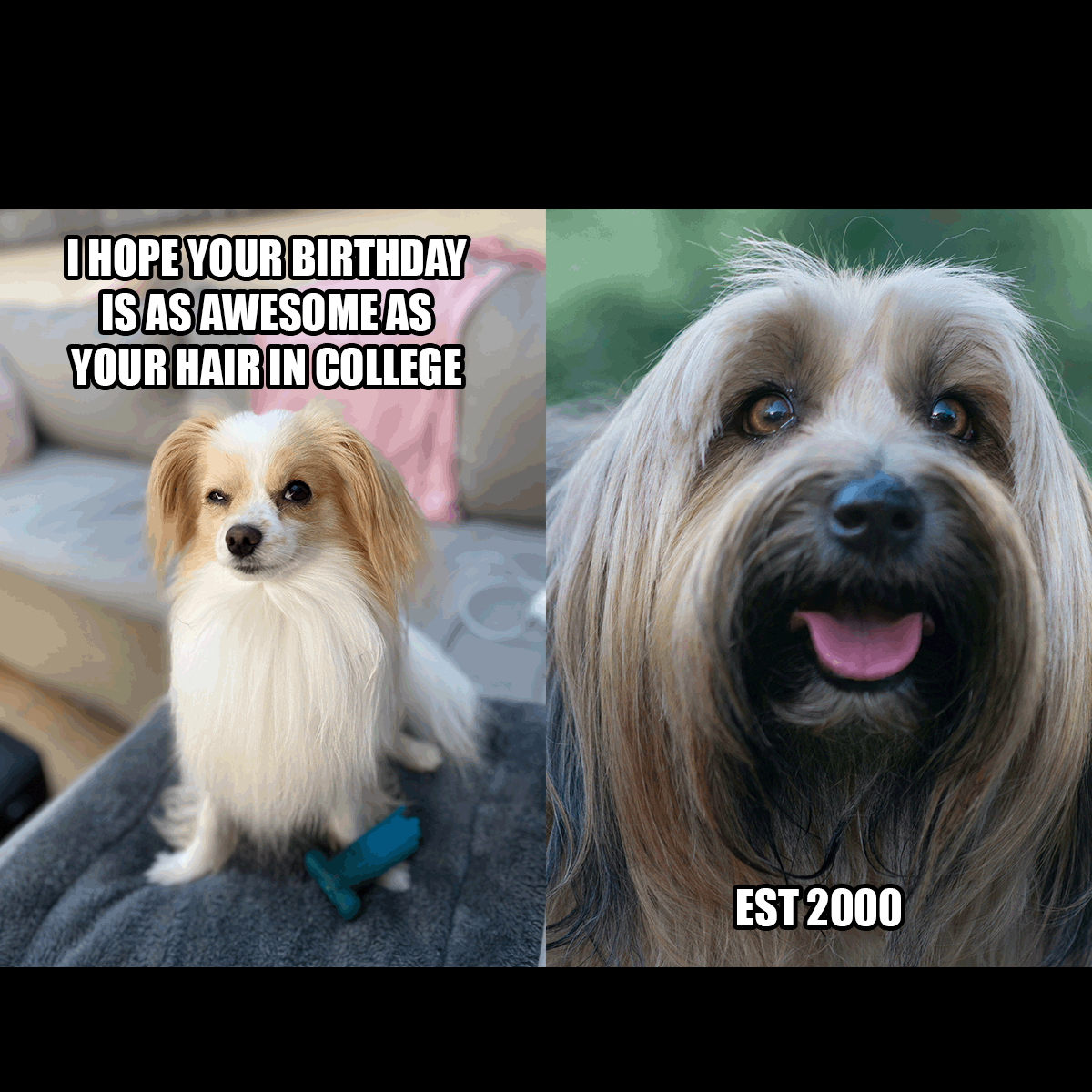 Happy Birthday Girl Meme in PSD, Illustrator, JPG, GIF, PNG - Download | Template.net