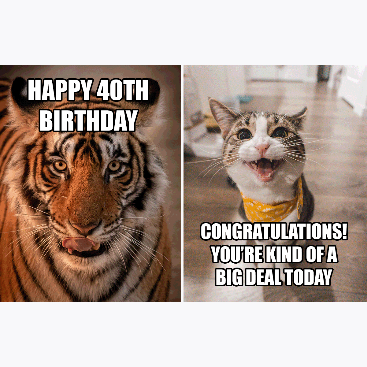 Happy 40th Birthday Meme in PSD, Illustrator, JPG, GIF, PNG - Download | Template.net