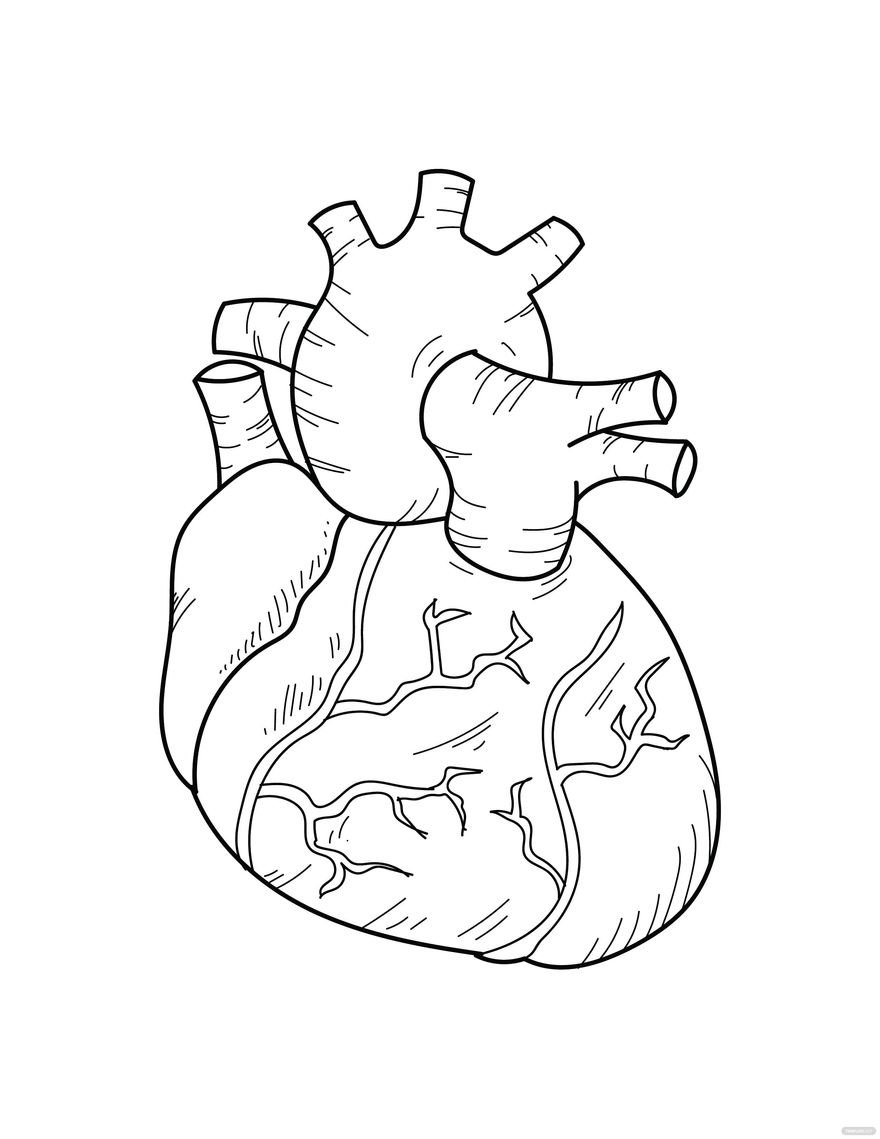 Free Human Heart Coloring Page in PDF, Illustrator, EPS, SVG, JPG, PNG