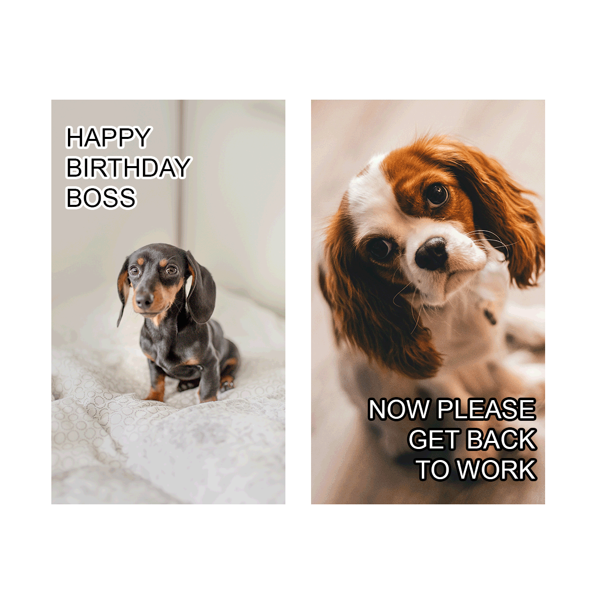 Happy Birthday Boss Meme in JPG, GIF, PNG, Illustrator, PSD - Download | Template.net
