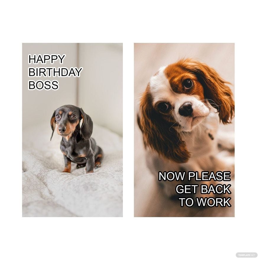 Happy Birthday Boss Meme in Illustrator, PSD, JPG, GIF, PNG