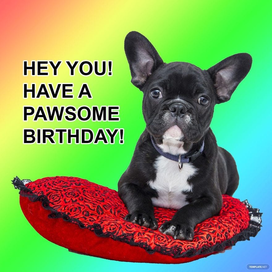 Free Dog Happy Birthday Meme - GIF, Illustrator, JPG, PSD, PNG |  