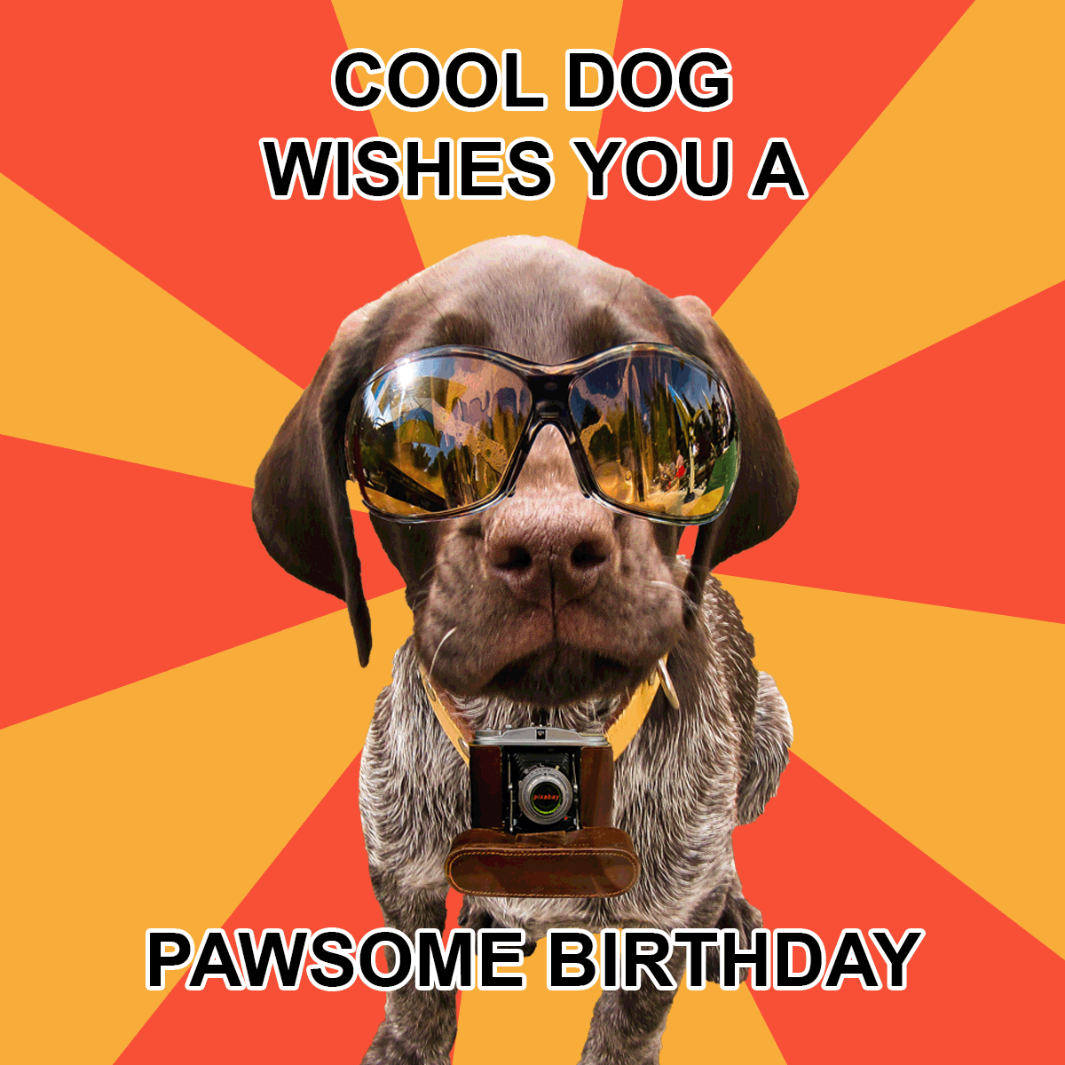 Animal Happy Birthday Memes Dog Happy Birthday Meme In JPG GIF PNG 