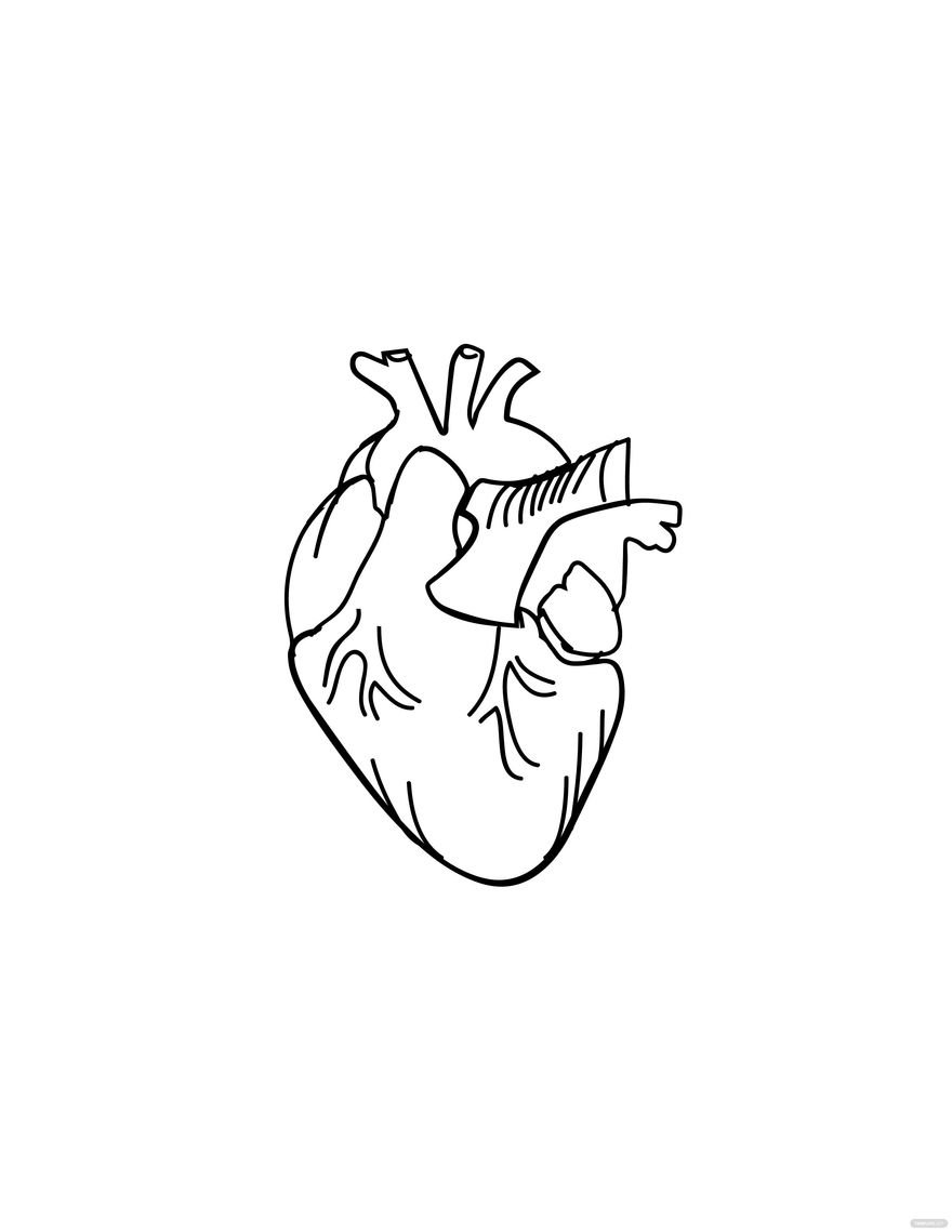 Free Anatomical Heart Tattoo Drawing