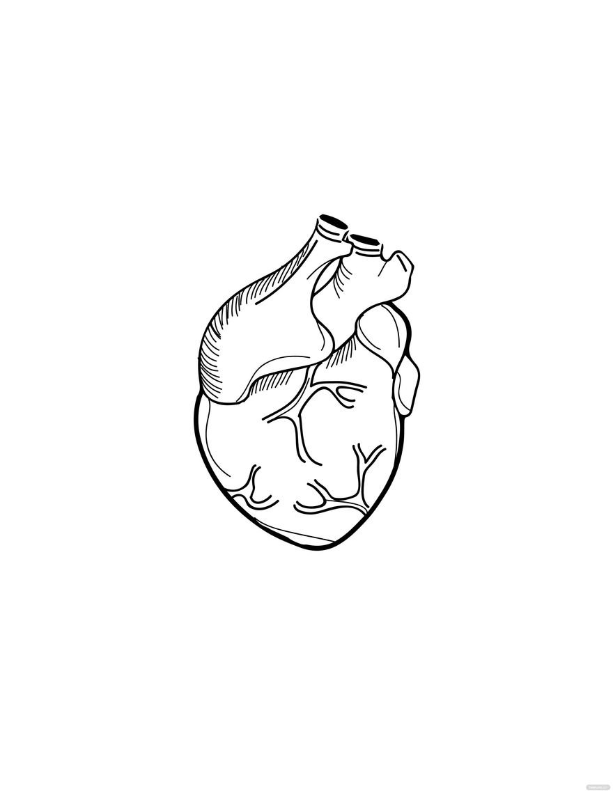 Free Realistic Heart Drawing