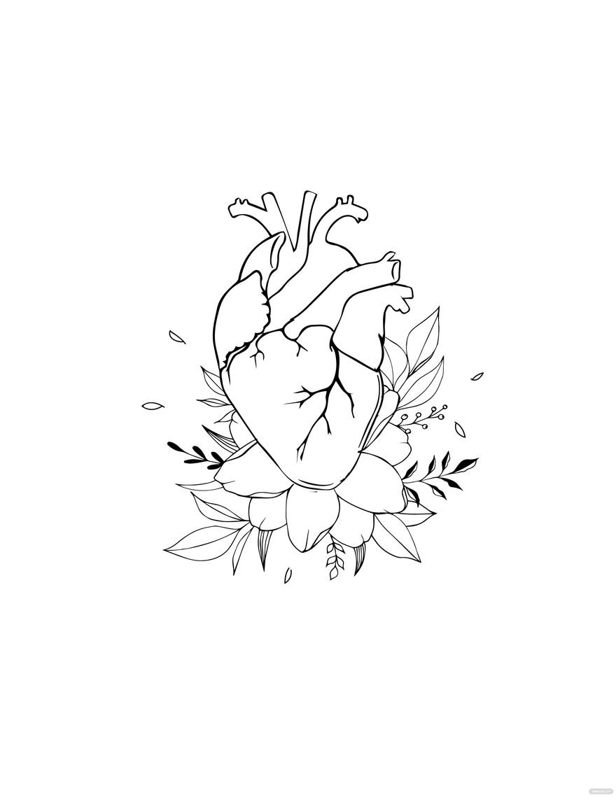 Free Artistic Anatomical Heart Drawing