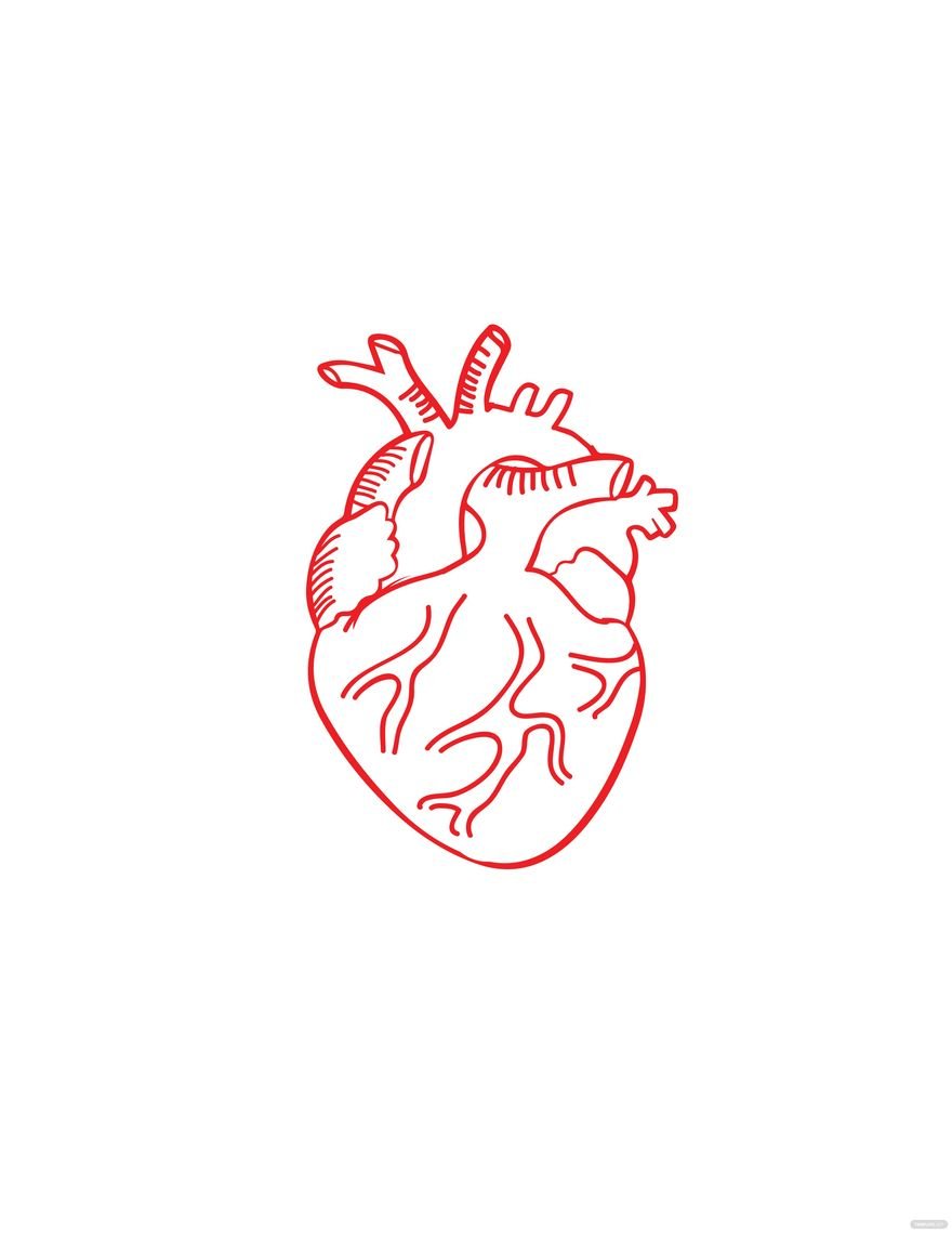 Free Red Anatomical Heart Drawing